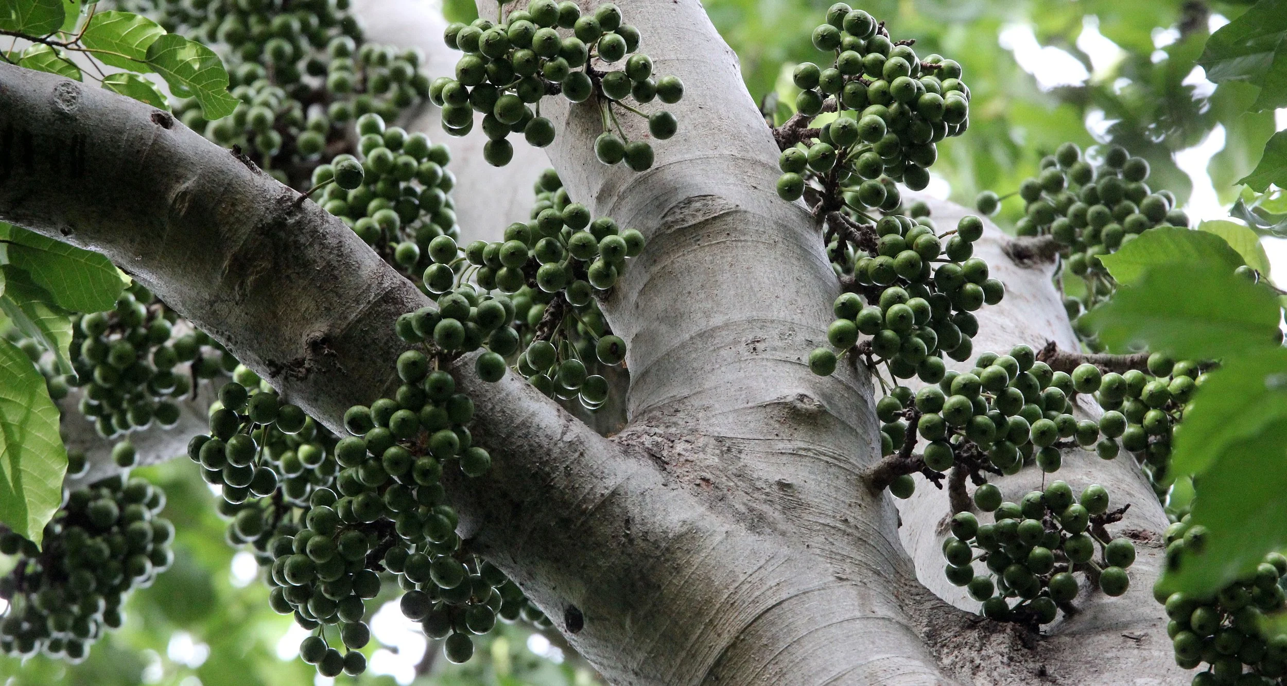 TANGKOKO NATIONAL PARK SULAWESI INDONESIA (72).JPG