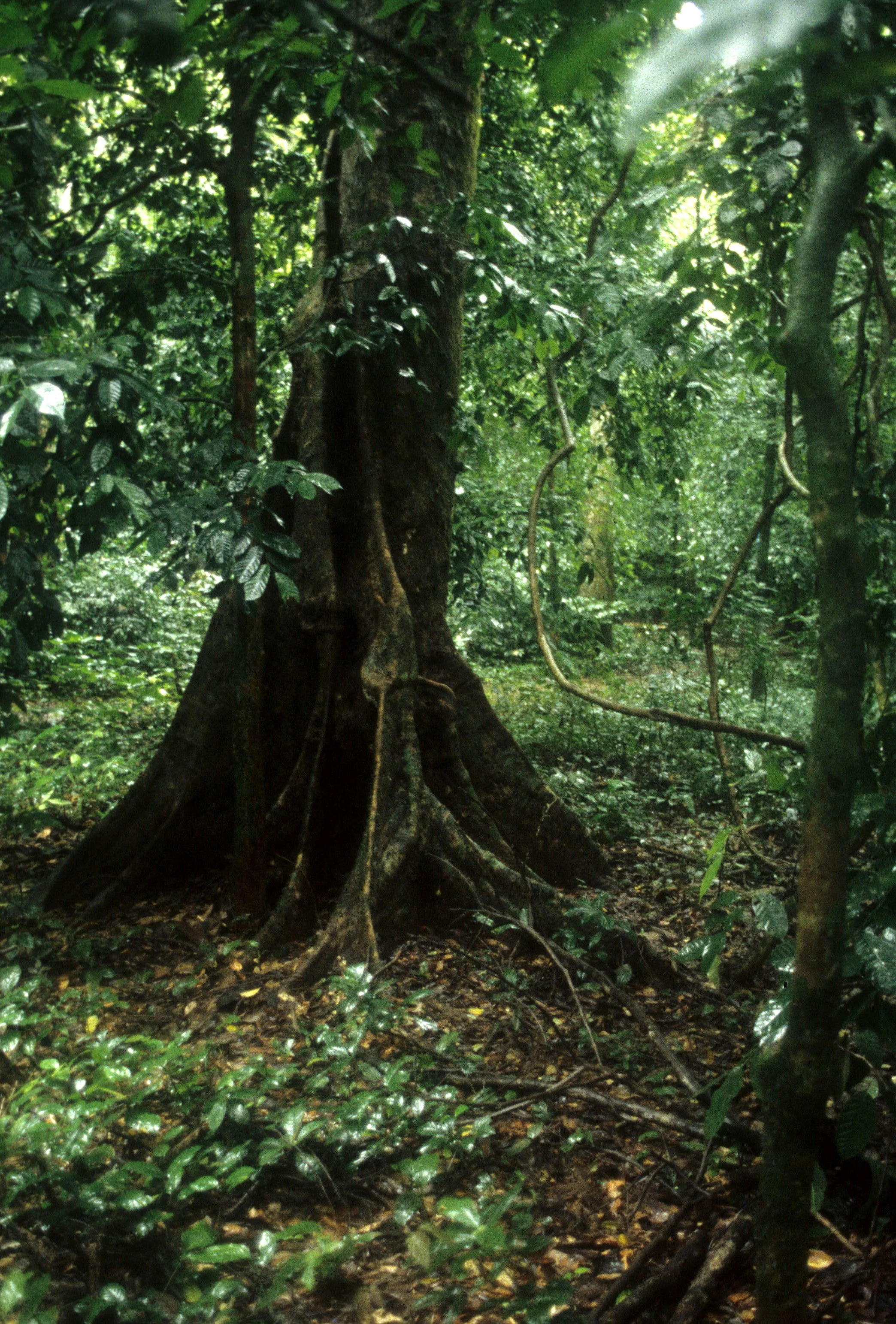 CUC PHUONG NATIONAL PARK - 1994 (14).jpg