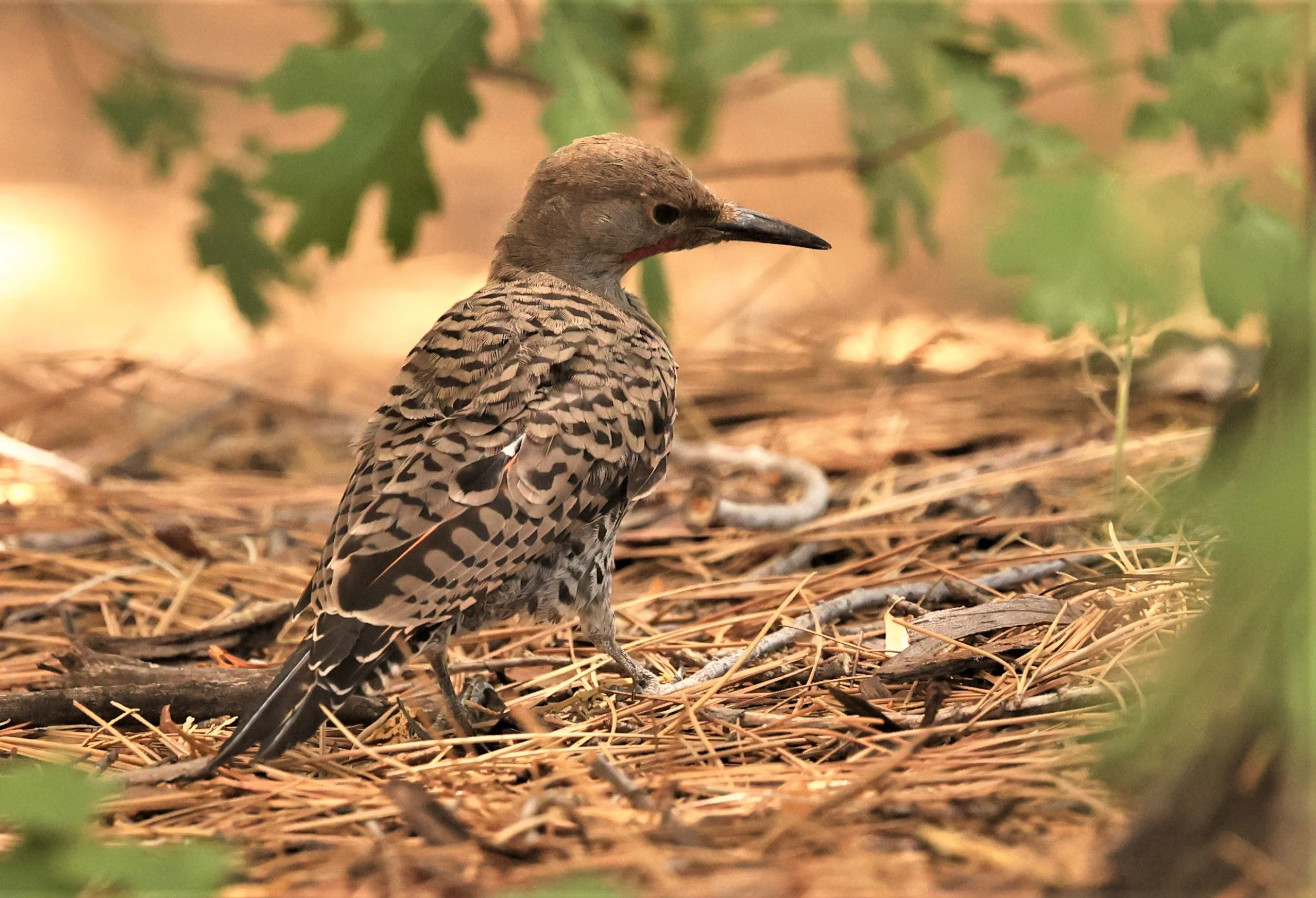 Colaptes auratus - NORTHERN FLICKER - IDYLLWILD NATURE CENTER SAN JACINTO MOUNTAINS CALIFORNIA PINE COVE  (5).jpg