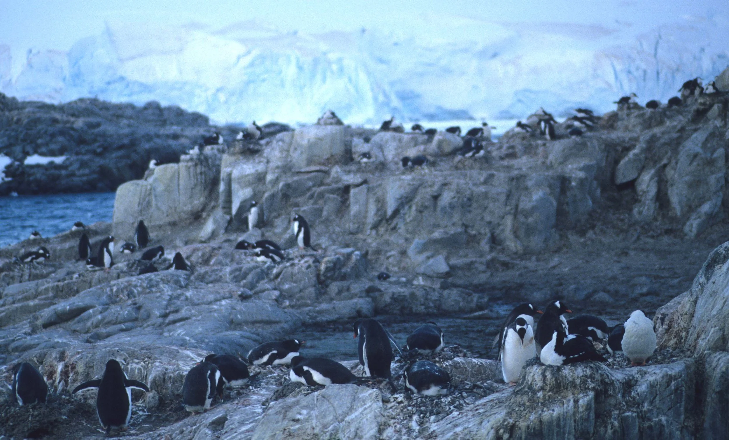 Gentoo Penguin (Pygoscelis papua) Danco Island Antarctic Peninsula (24).jpg