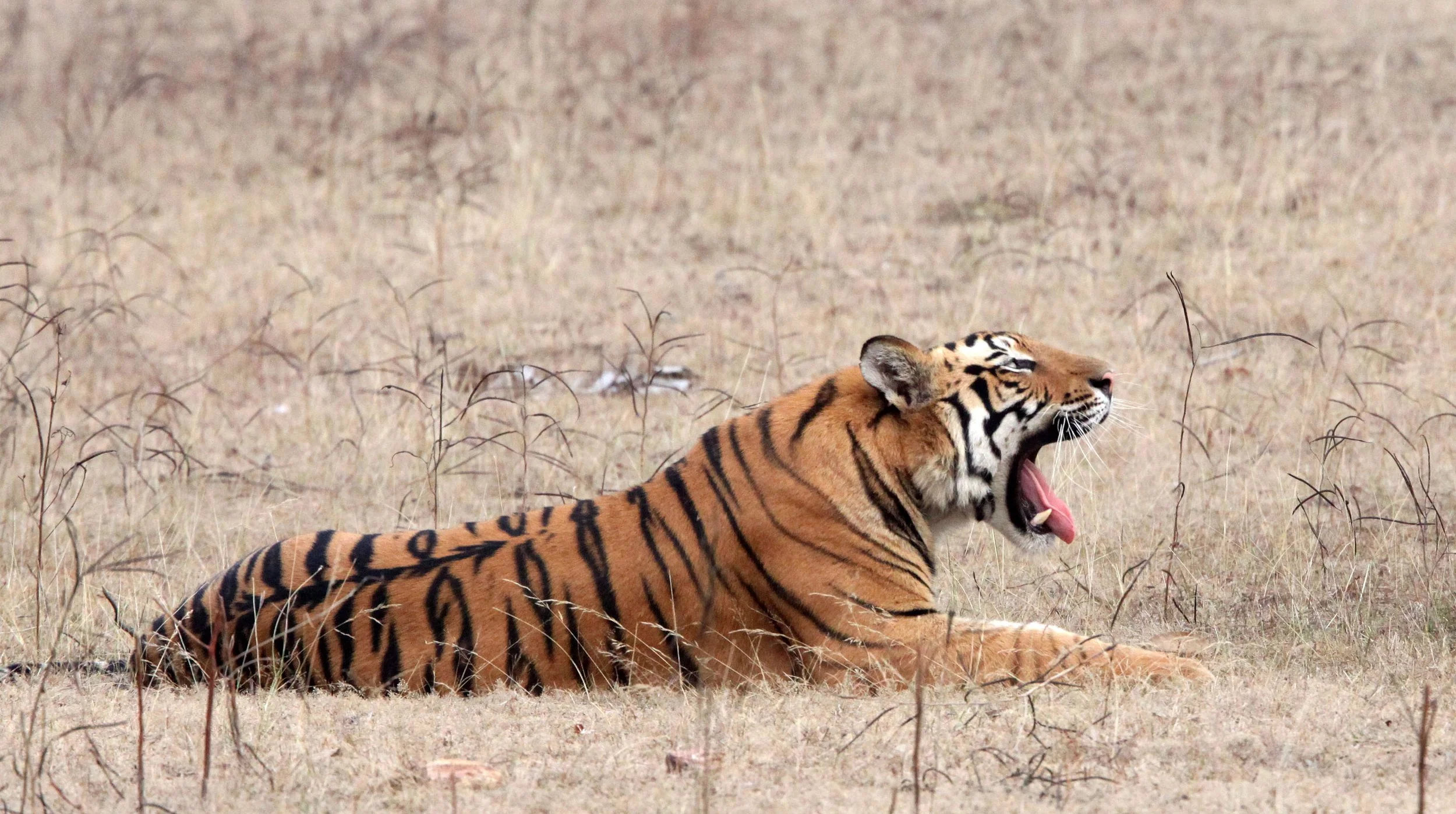 Panthera tigris tigris - BENGAL TIGER - BANDHAVGAR NATIONAL PARK MADHYA PRADESH INDIA (244).JPG