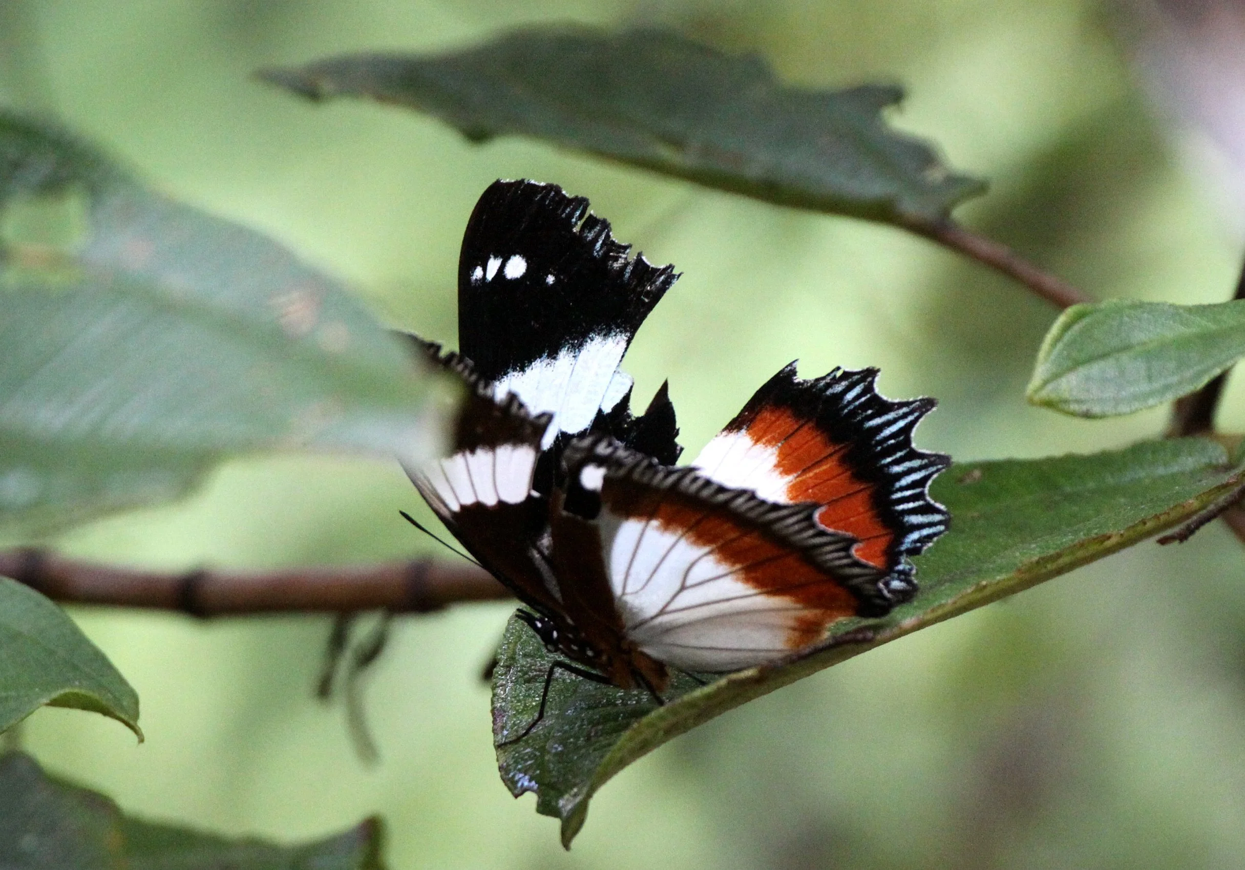 Nymphalidae - Hypolimnas dexithea - Mantadia NP, Madagascar.JPG