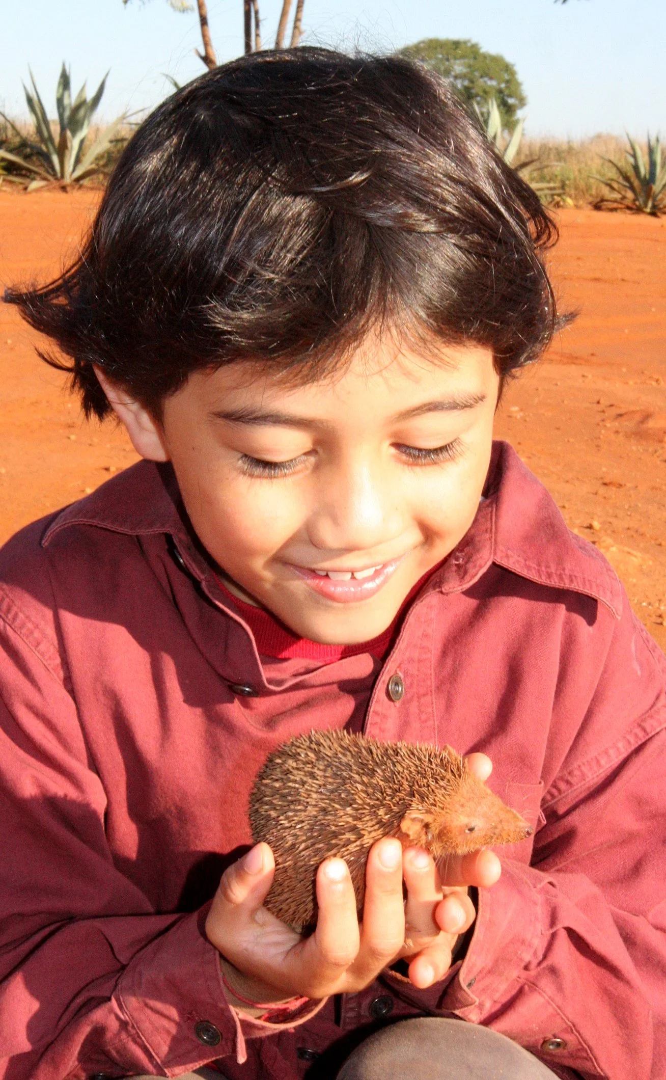 Echinops telfairi - LESSER HEDGEHOG TENREC - ORDER AFROSORICIDA - BERENTY RESERVE MADAGASCAR (82).JPG