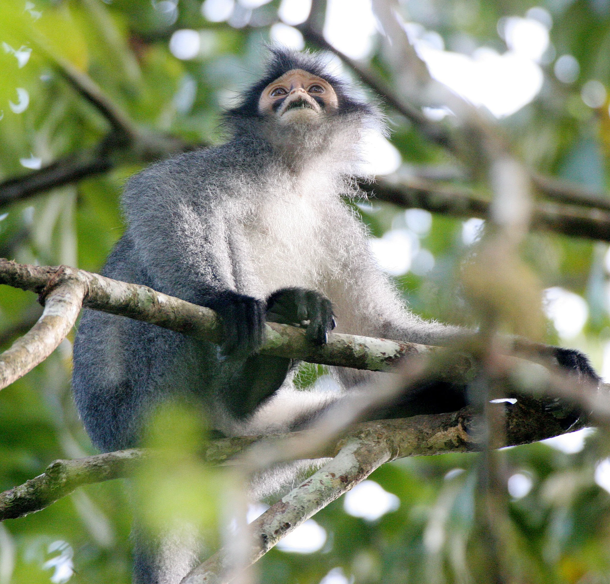 CERCOPITHECIDAE - Presbytis sabana - SABAH GRIZZLED LANGUR - TABIN WILDLIFE RESERVE  (26).JPG