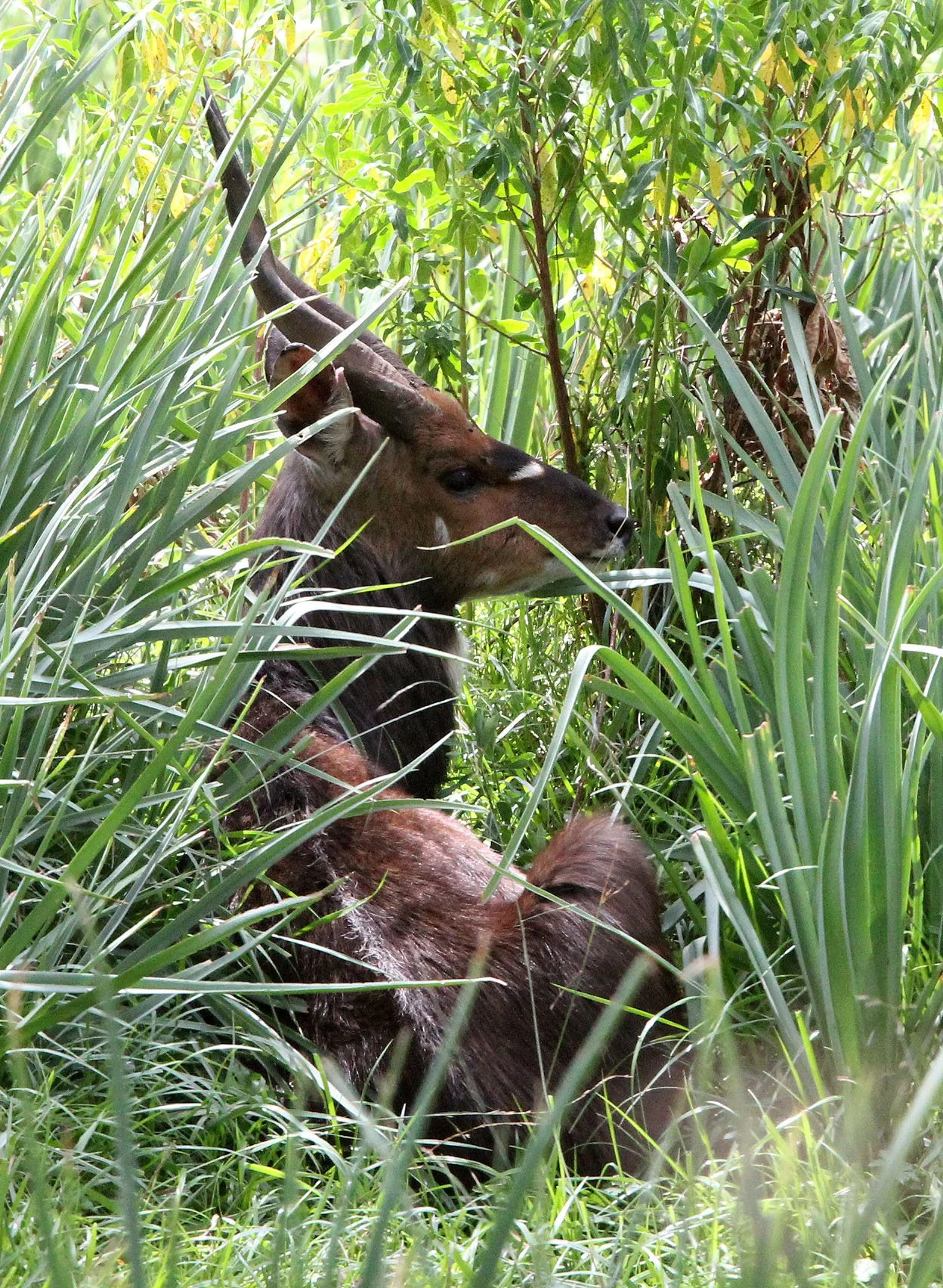BUSHBUCK - MENELIK'S BUSHBUCK - Tragelaphus meneliki - BALE MOUNTAINS NATIONAL PARK ETHIOPIA (114).JPG