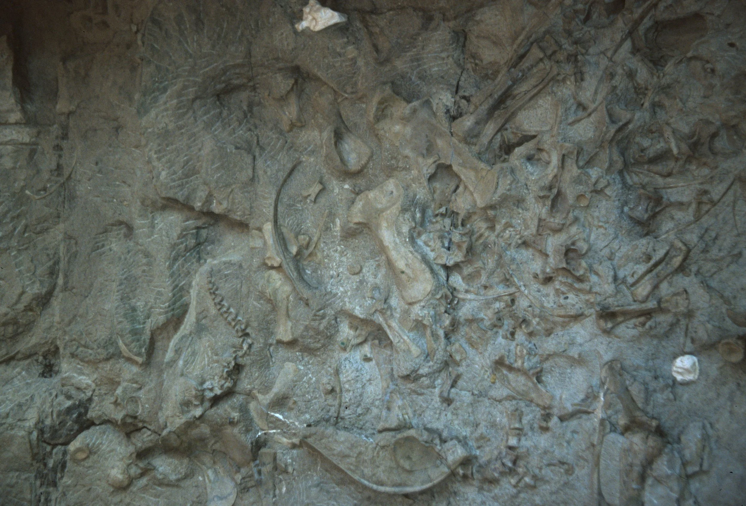 UTAH - DINOSAUR NM - BONES .jpg