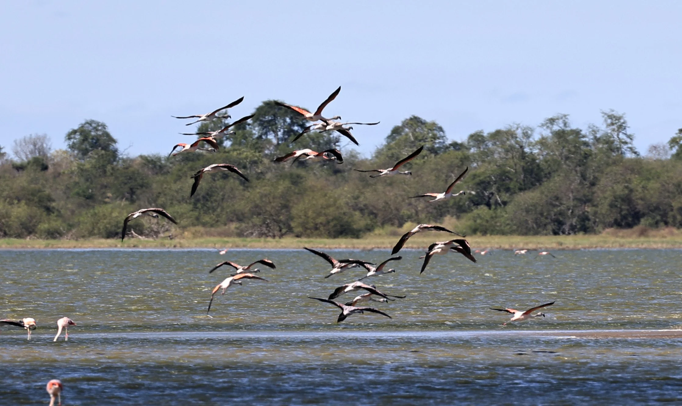 Chilean Flamingo (Phoenicopterus chilensis) Chaco Lodge & Laguna Salada Paraguay (100).jpg