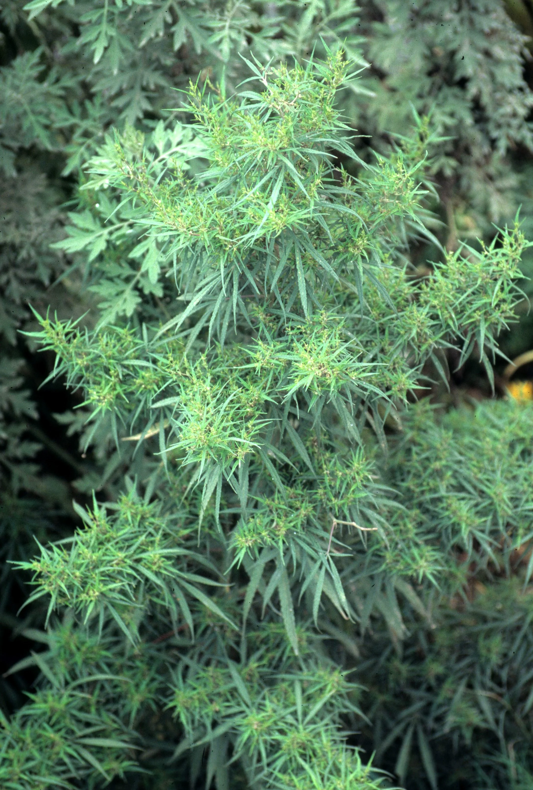NEPAL - GANJA.jpg