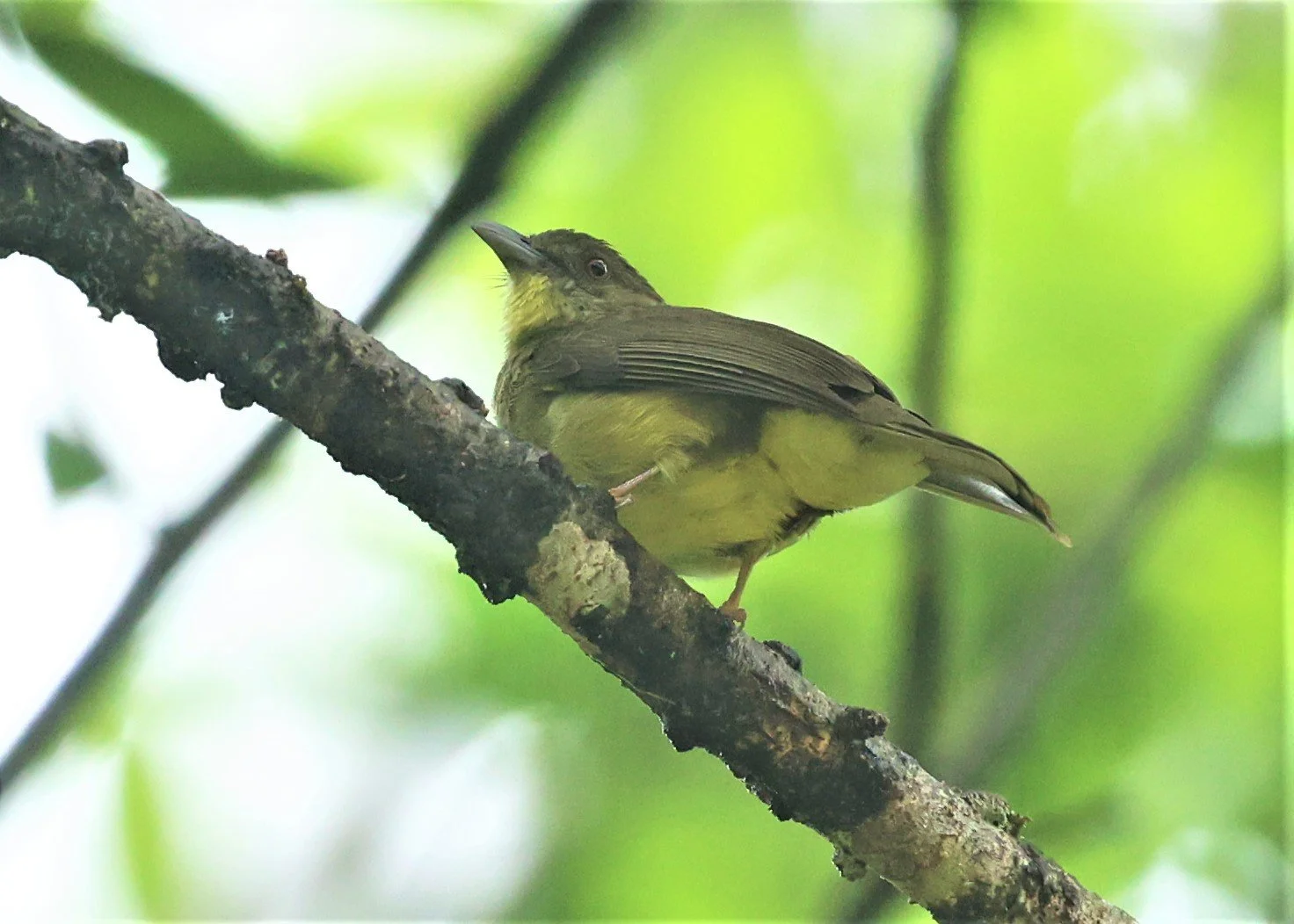 BULBUL - FINSCH'S BULBUL - Iole finschii - HALA BALA WILDLIFE SANCTUARY APRIL 2022 (8)A.jpg