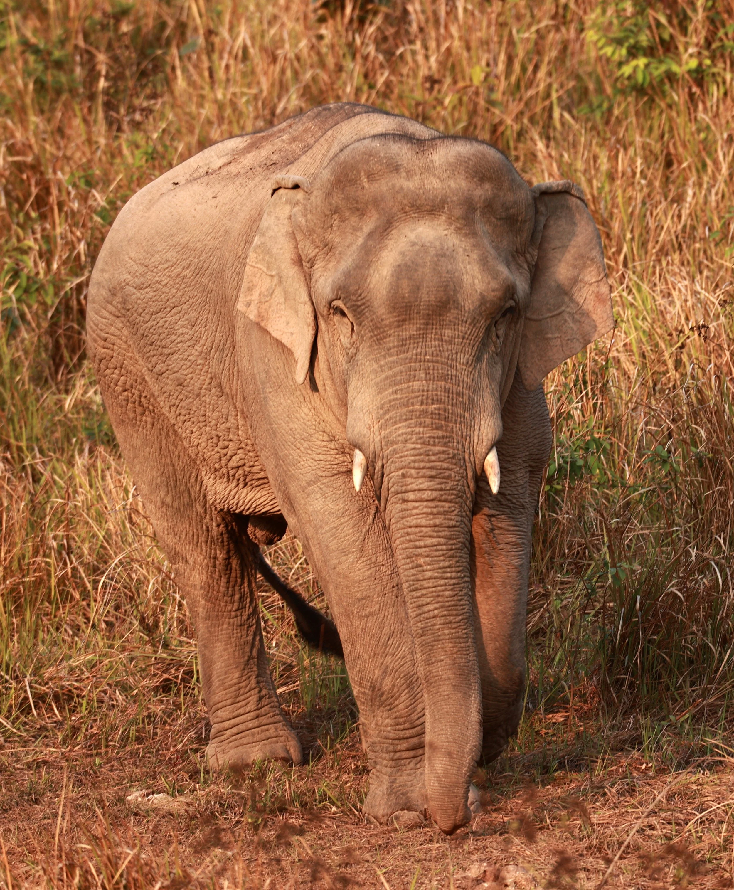 Asian Elephant (Elephas maximus) Khao Yai National Park, Thailand (65).jpg