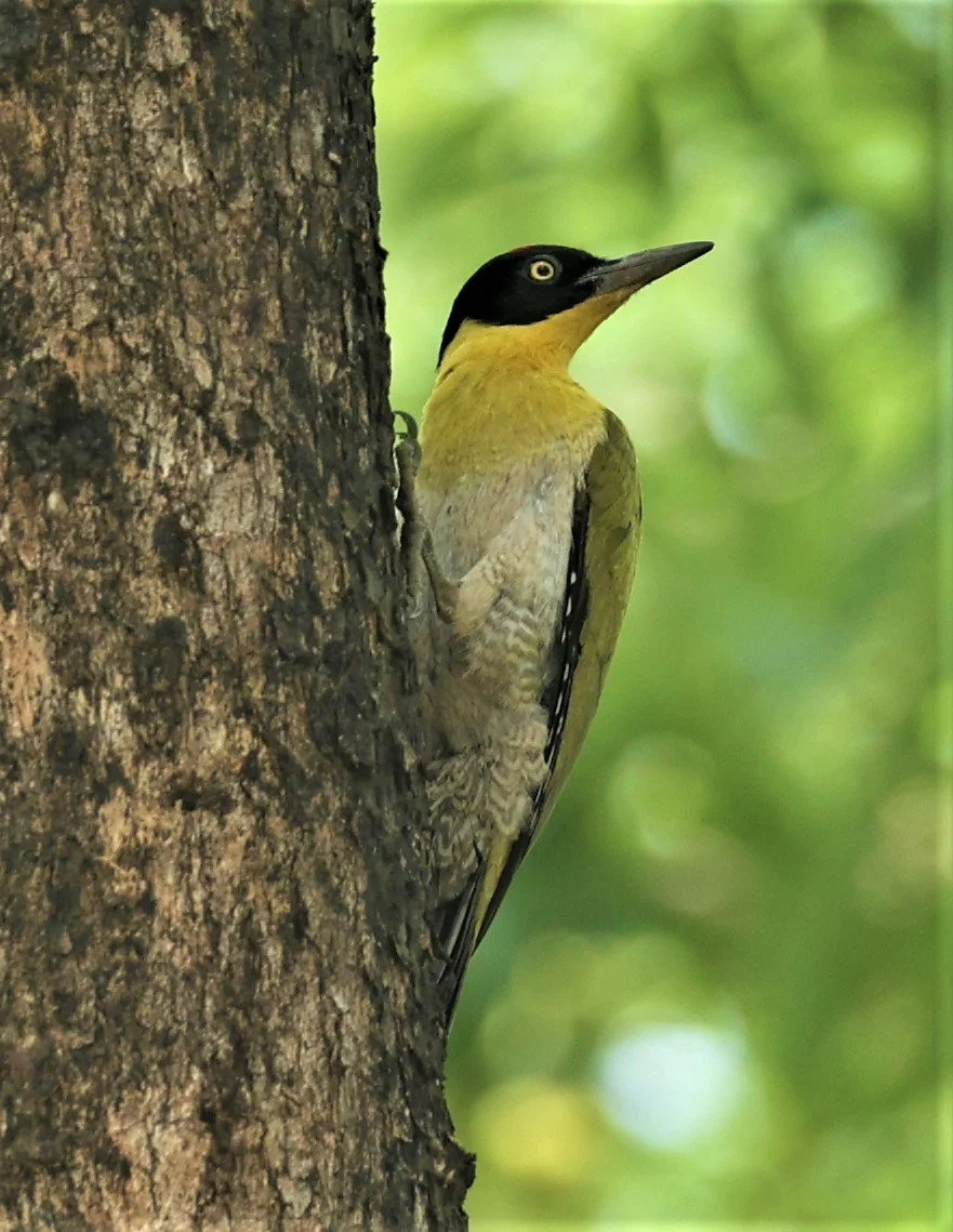 WOODPECKER - BLACK-HEADED WOODPECKER - Picus erythropygius - HUAI KHA KHAENG WILDLIFE SANCTUARY MAY 1 2022 (24).jpg