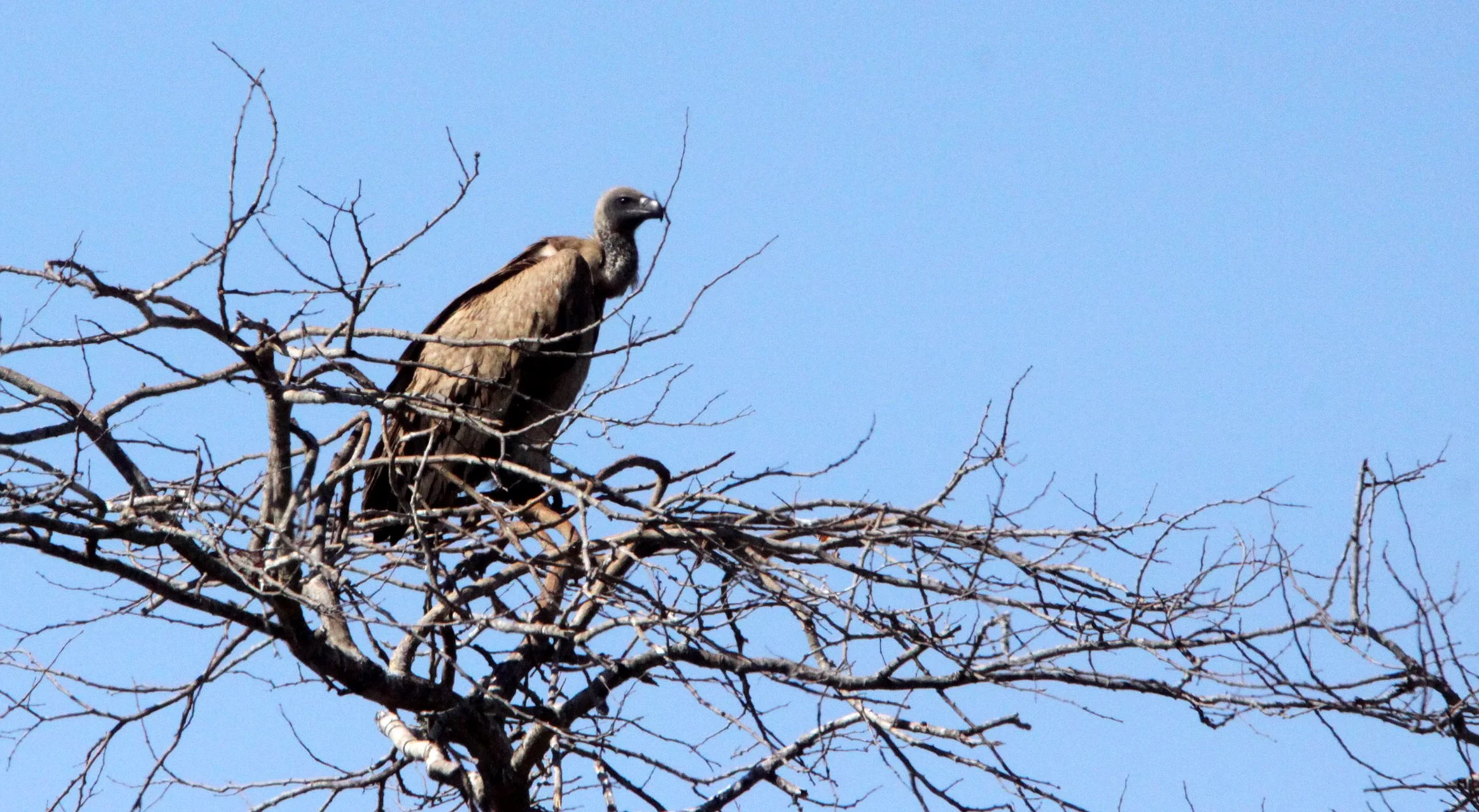 Gyps africanus - AFRICAN WHITE-BACKED VULTURE - SAINT LUCIA NATURE RESERVES SOUTH AFRICA (2).JPG