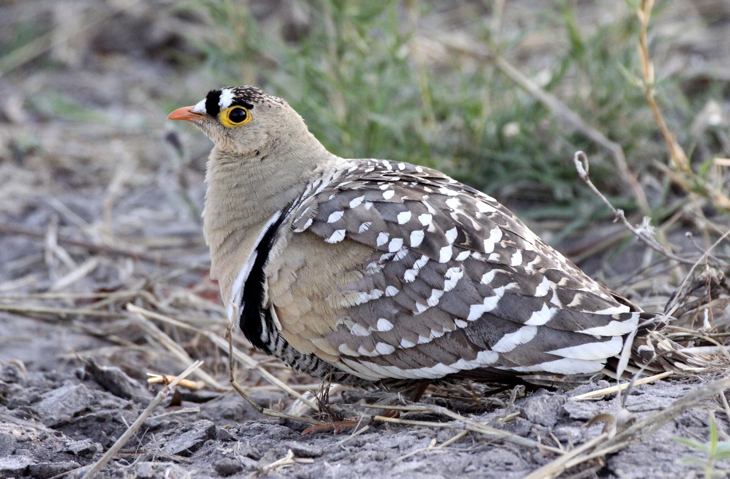 Double-banded Sandgrouse (Pterocles bicinctus) Khwai Camp Okavango Botswana (8).JPG