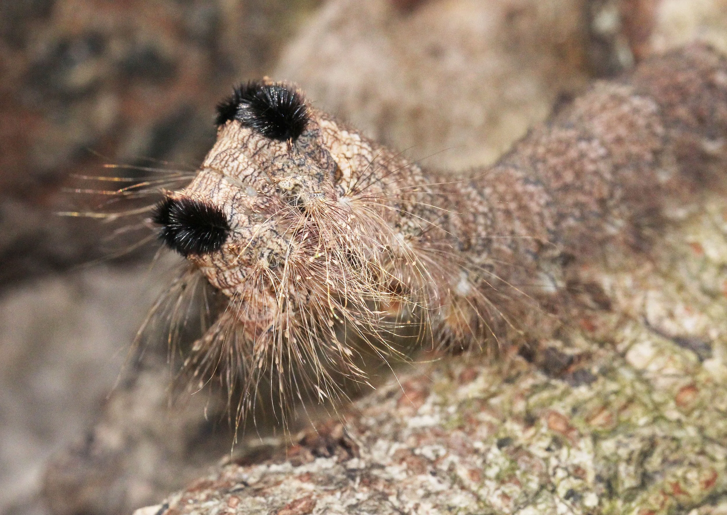 LEPIDOPTERA - Nephelium lappaceum - KOH LANTA THAILAND - SUMMER 2015 (80).JPG