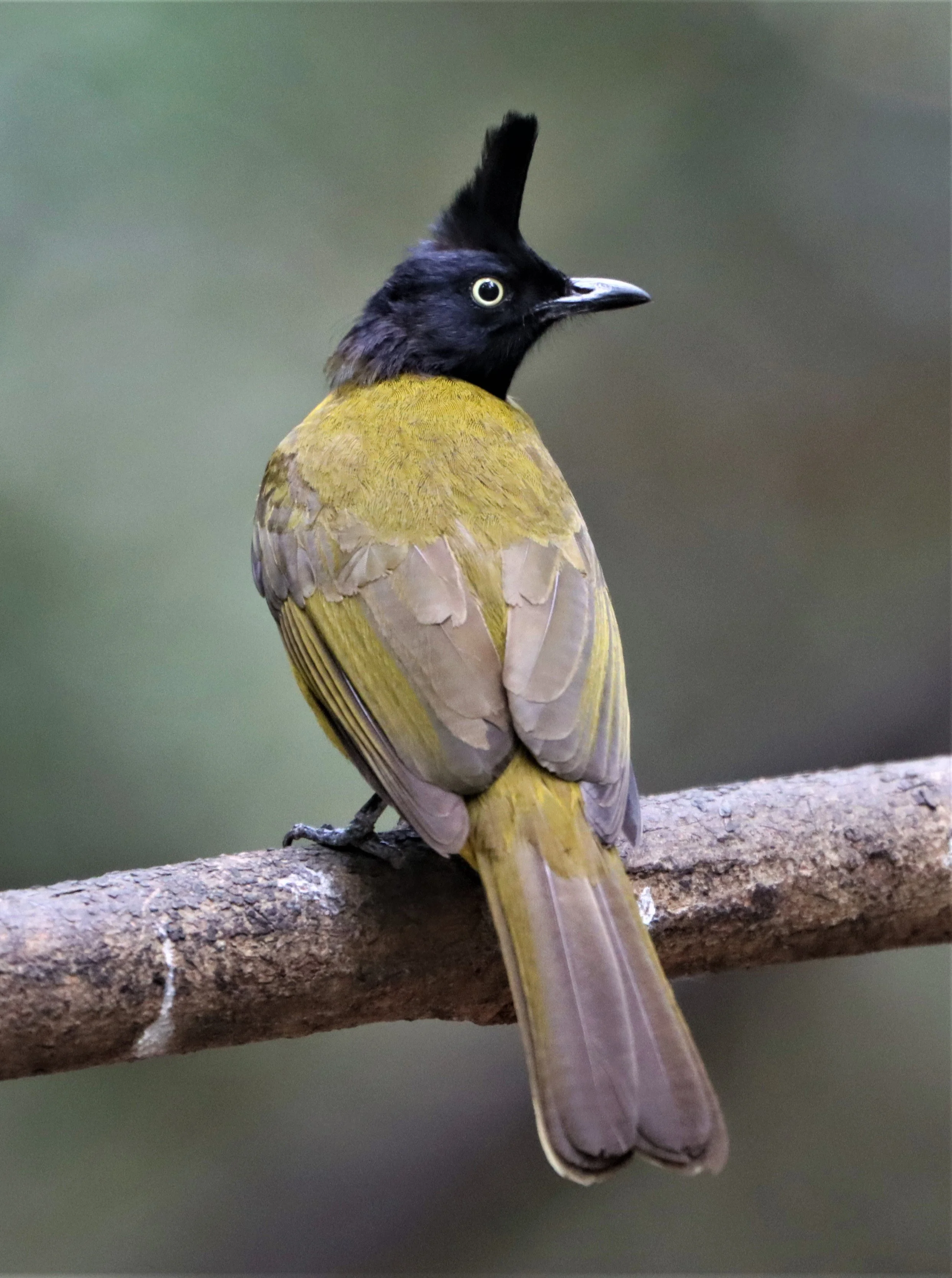 BULBUL - BLACK-CRESTED BULBUL - Pycnonotus melanicterus - KAENG KRACHAN NP THAILAND (34).jpg