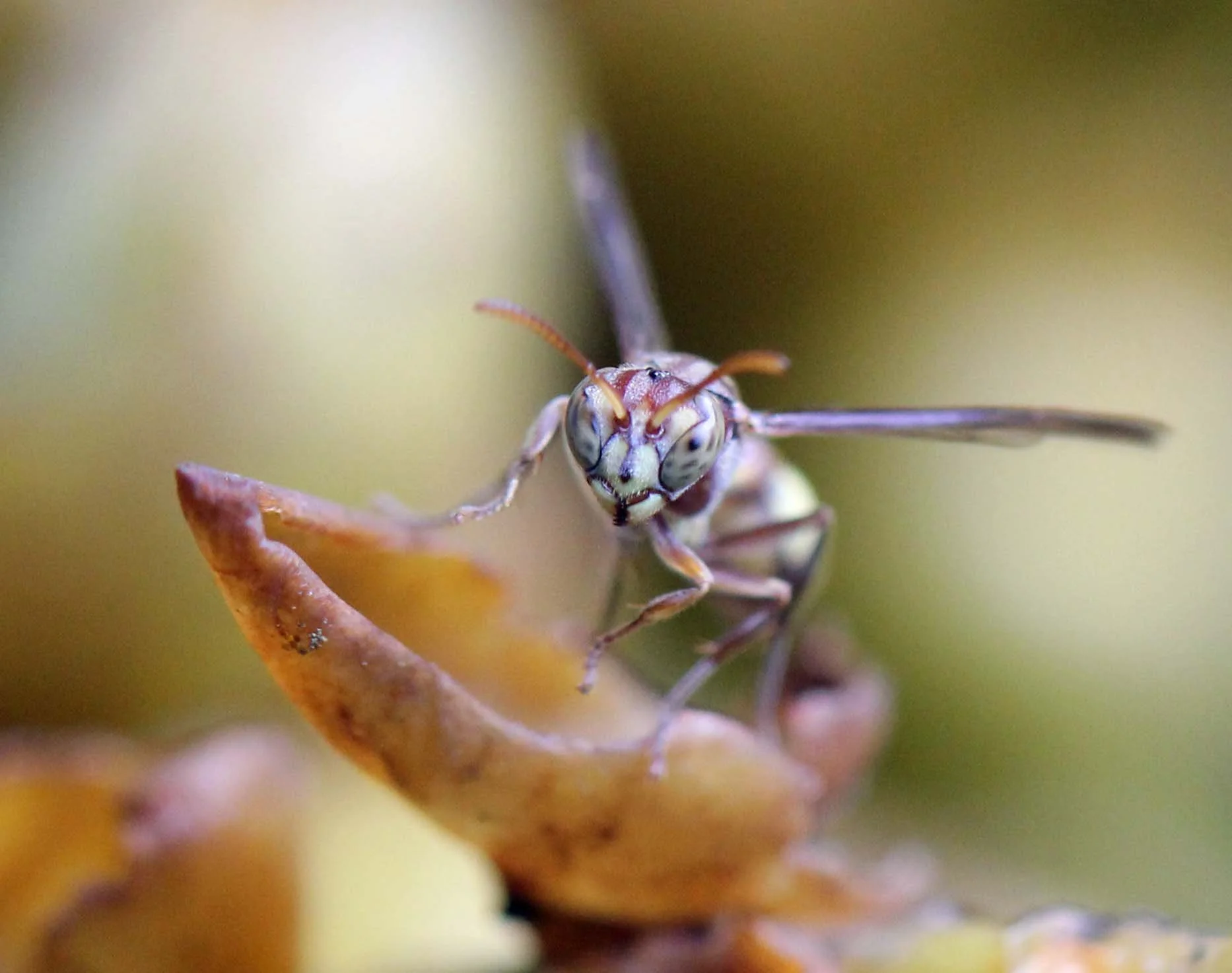 2013 in Nakhonsithammarat and some Krabi with Family (43).JPG