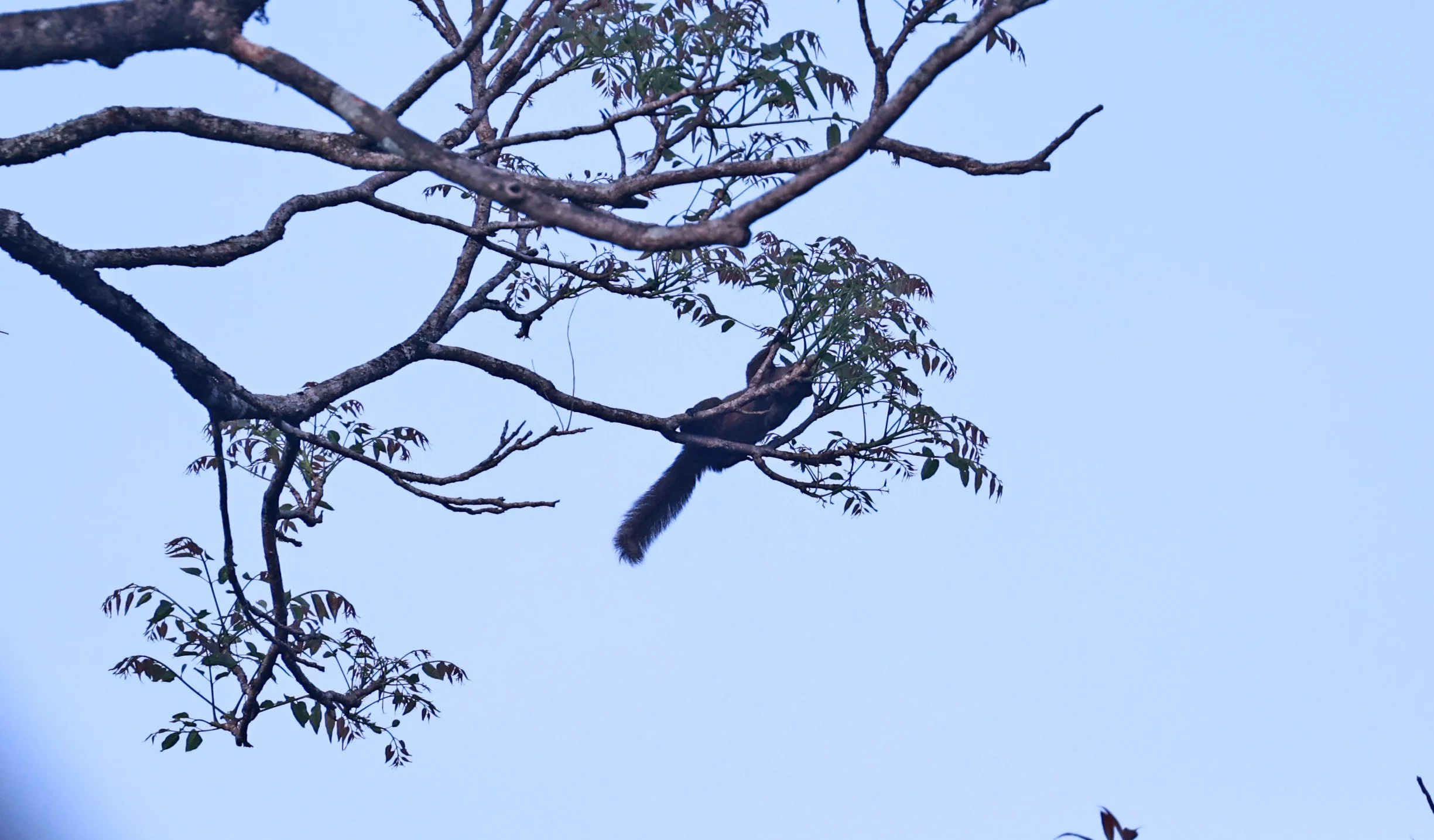 Pallas's Squirrel (Callosciurus erythraeus) Kaeng Krachan National Park Thailand, Jan 2025 (3).jpg