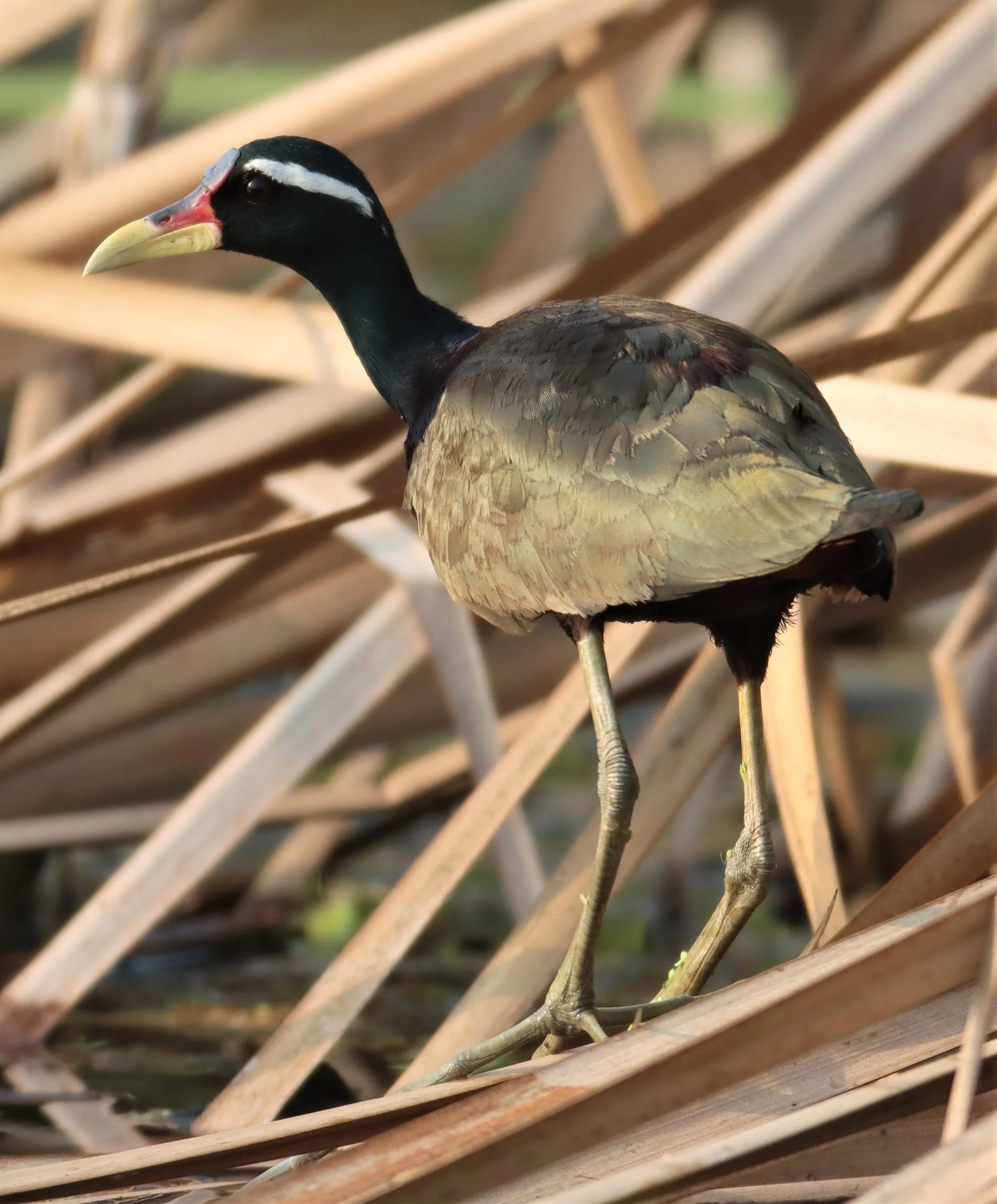 JACANA - BRONZE-WINGED JACANA - Metopidius indicus - LAT KRABANG WETLANDS NEAR BKK (17).jpg