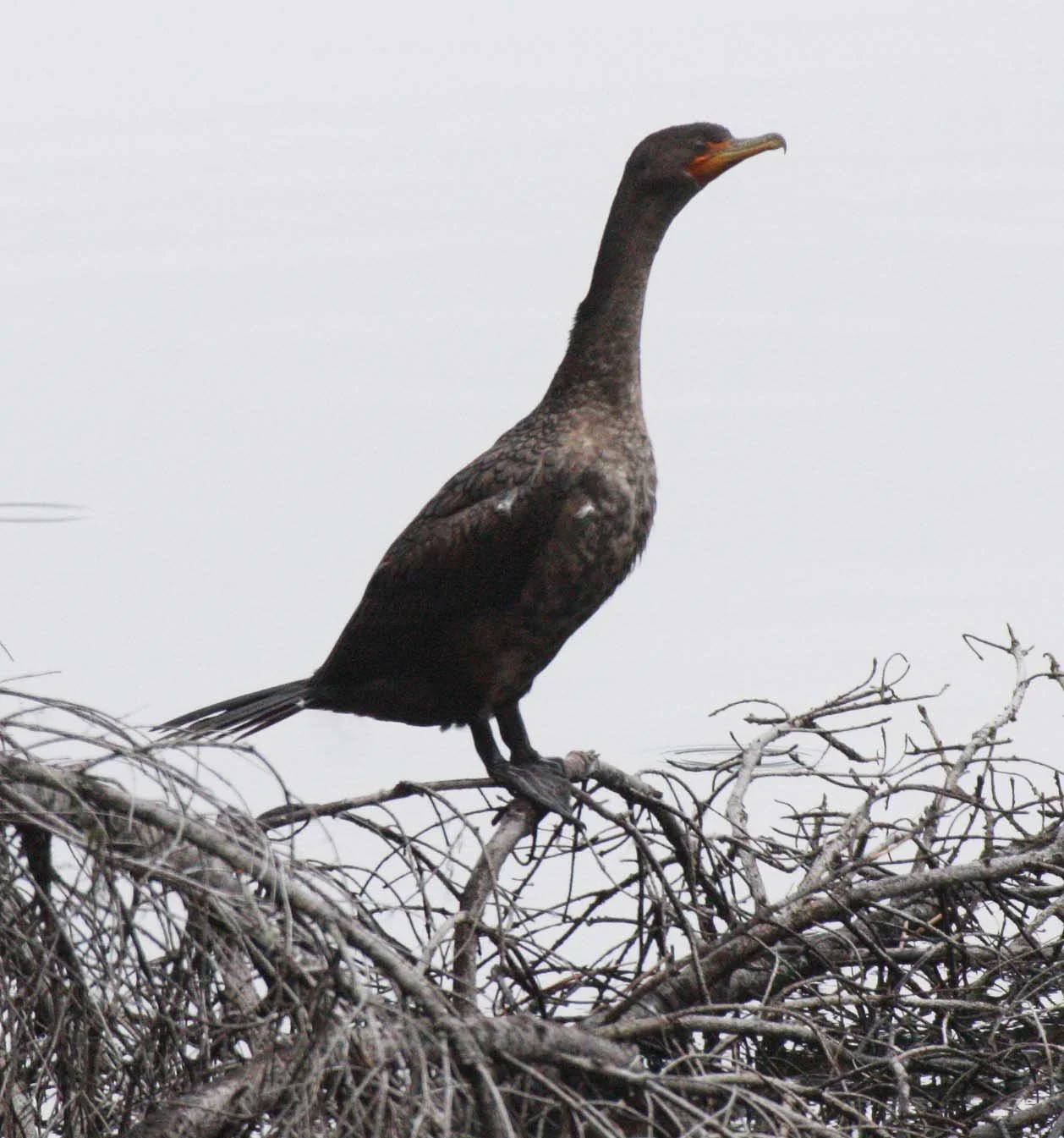 Nannopterum auritum - Double-crested Cormorant - Lake Crescent, Washington (6).JPG