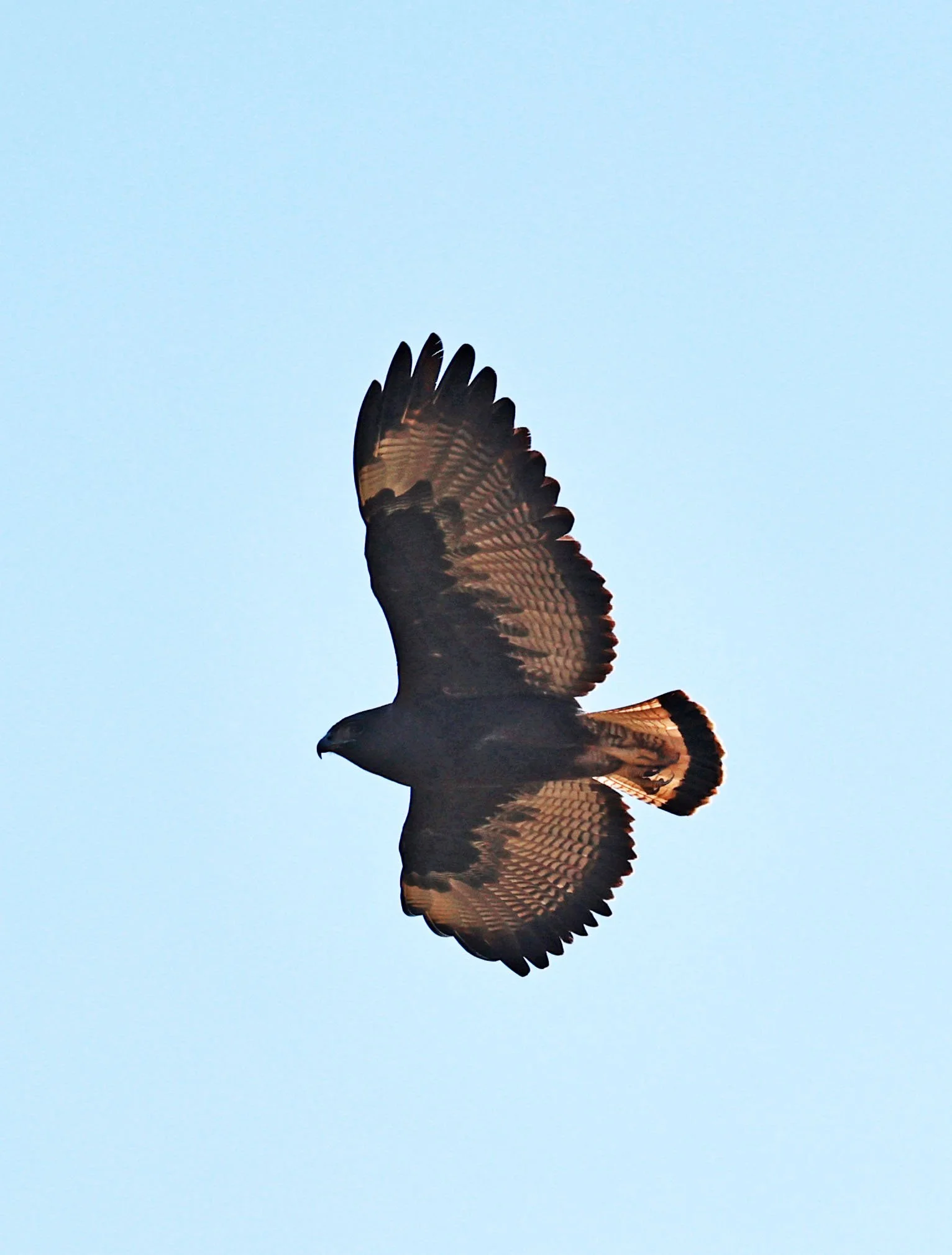 Hawk - White-tailed Hawk - Geranoaetus albicaudatus - Dark Morph - Emas National Park, Goias State, Brazil (3).jpg