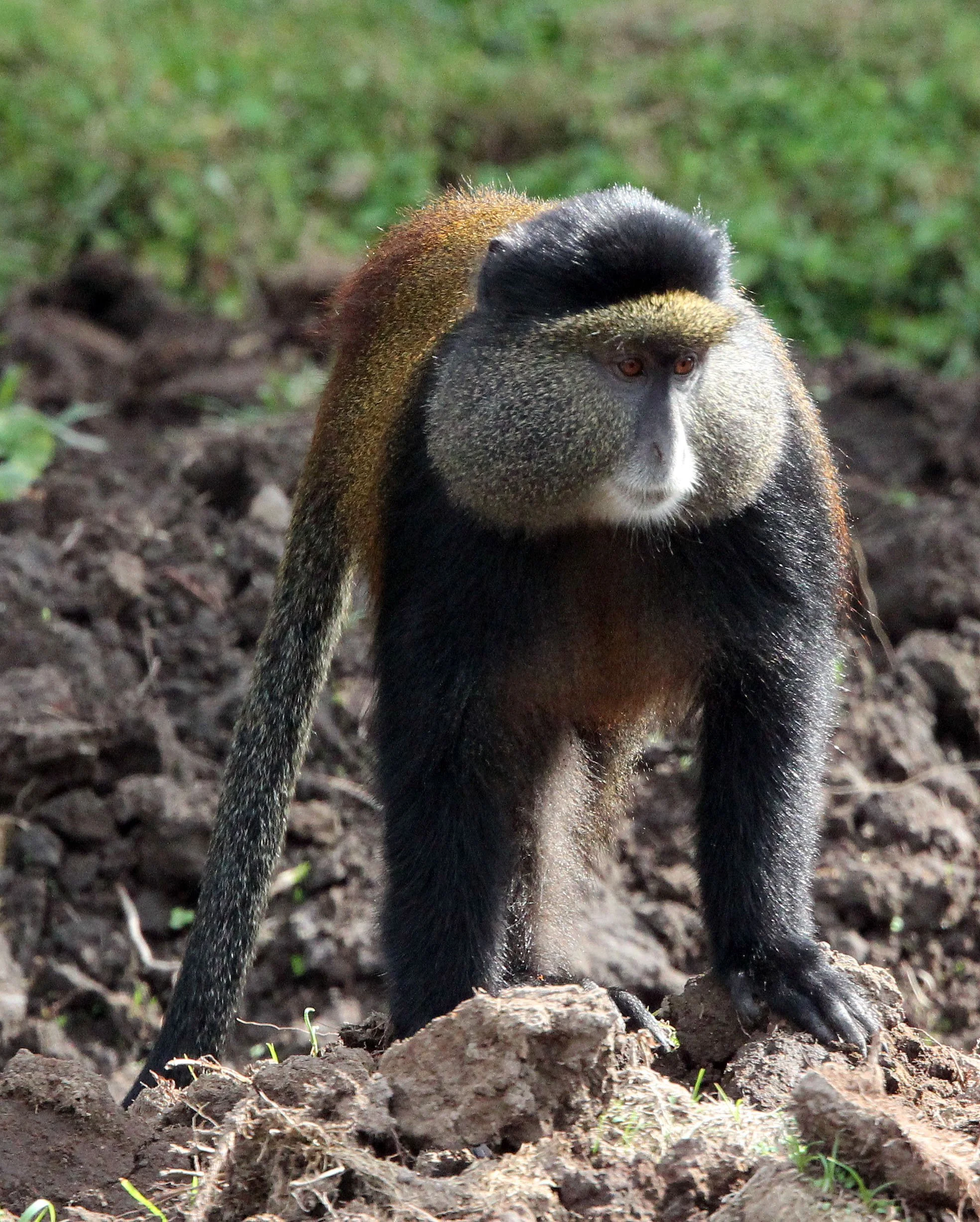 CERCOPITHECIDAE - Cercopithecus kandti - VIRUNGA GOLDEN MONKEY - PARK DU VULCANS RWANDA (409).JPG
