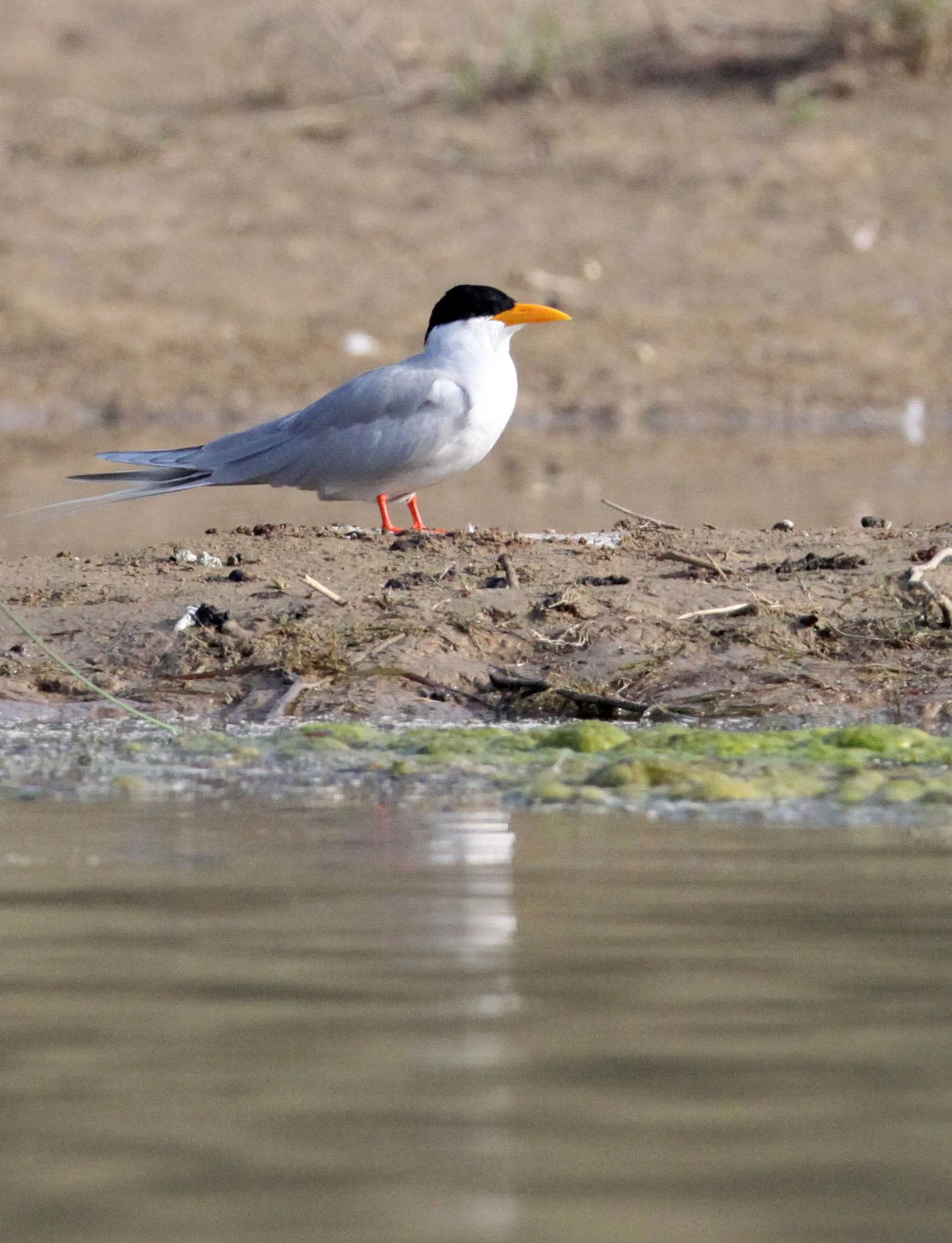 BIRD - TERN - RIVER TERN - STERNA AURANTIA - CHAMBAL SANCTUARY INDIA (4).JPG