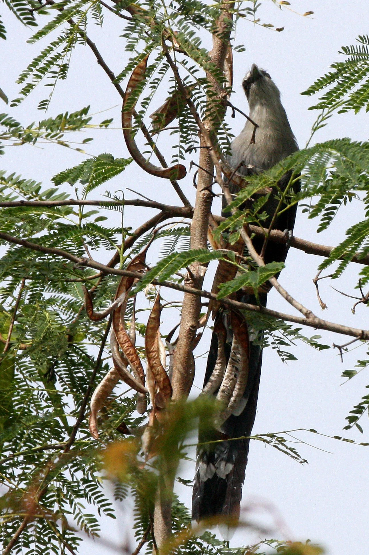 Green-billed Malkoha (Phaenicophaeus tristis) Kaeng Krachan NP Thailand (23).JPG