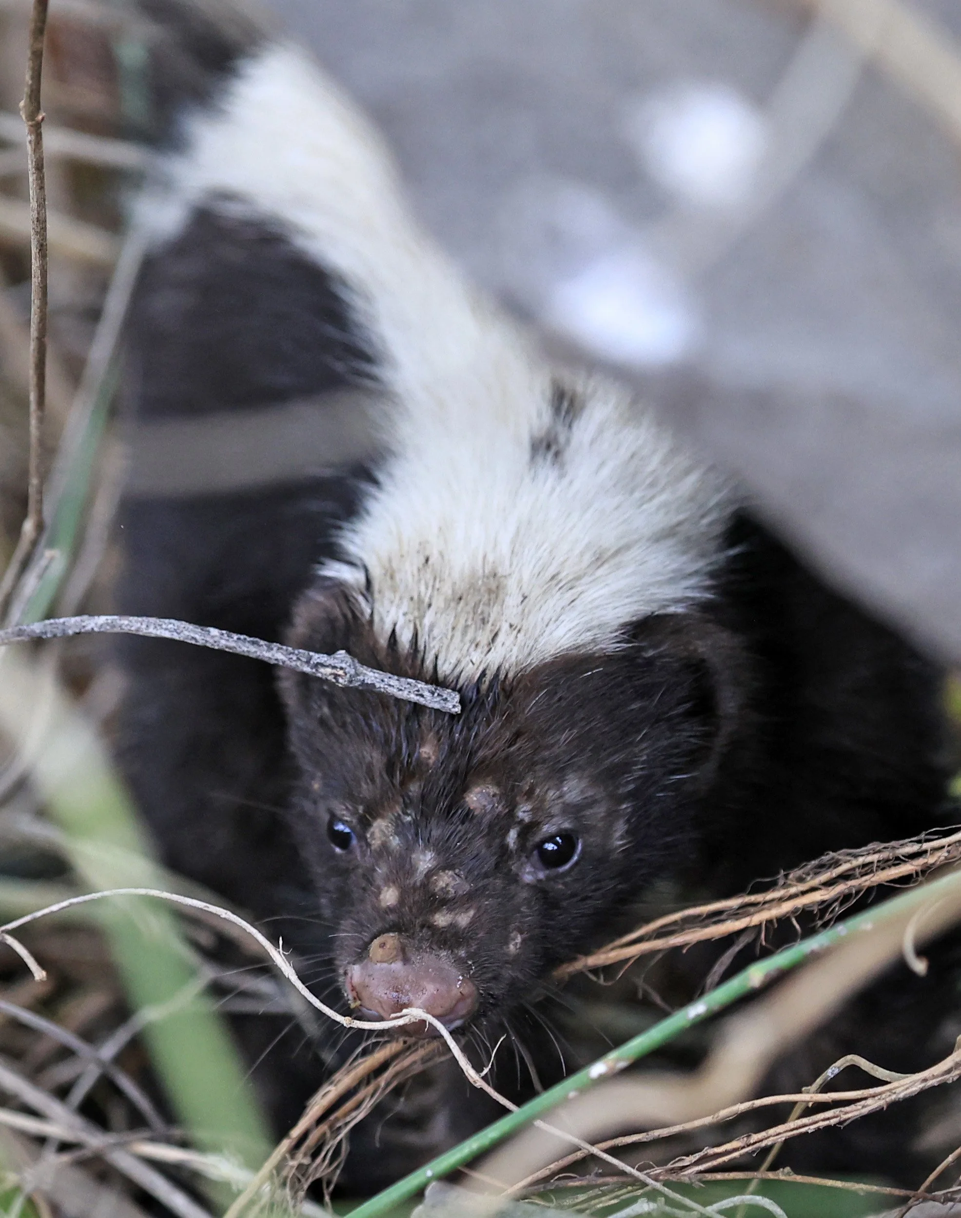 Molina's Hog-nosed Skunk (Conepatus chinga) Estancia Campo'i Paraguay  (33).jpg