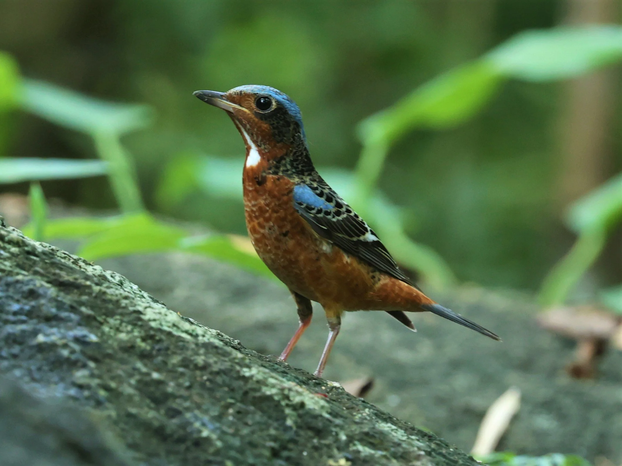 ROCK-THRUSH - WHITE-THROATED ROCK-THRUSH - Monticola gularis - WAT THAM PRATHUM CHONBURI March 2022 (16).jpg
