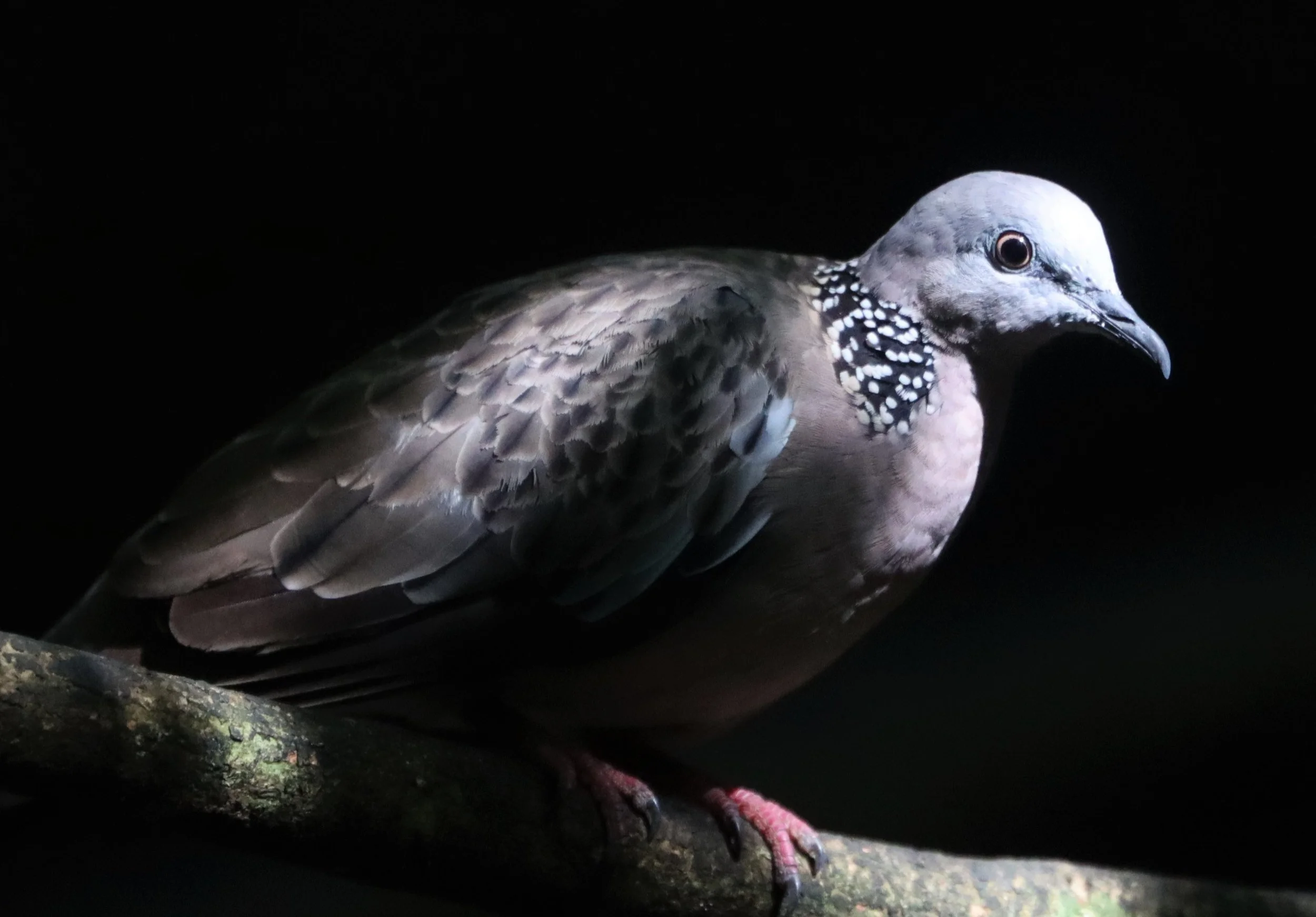 Spotted Dove (Spilopelia chinensis) Kaeng Krachan Lung Sin Hide 