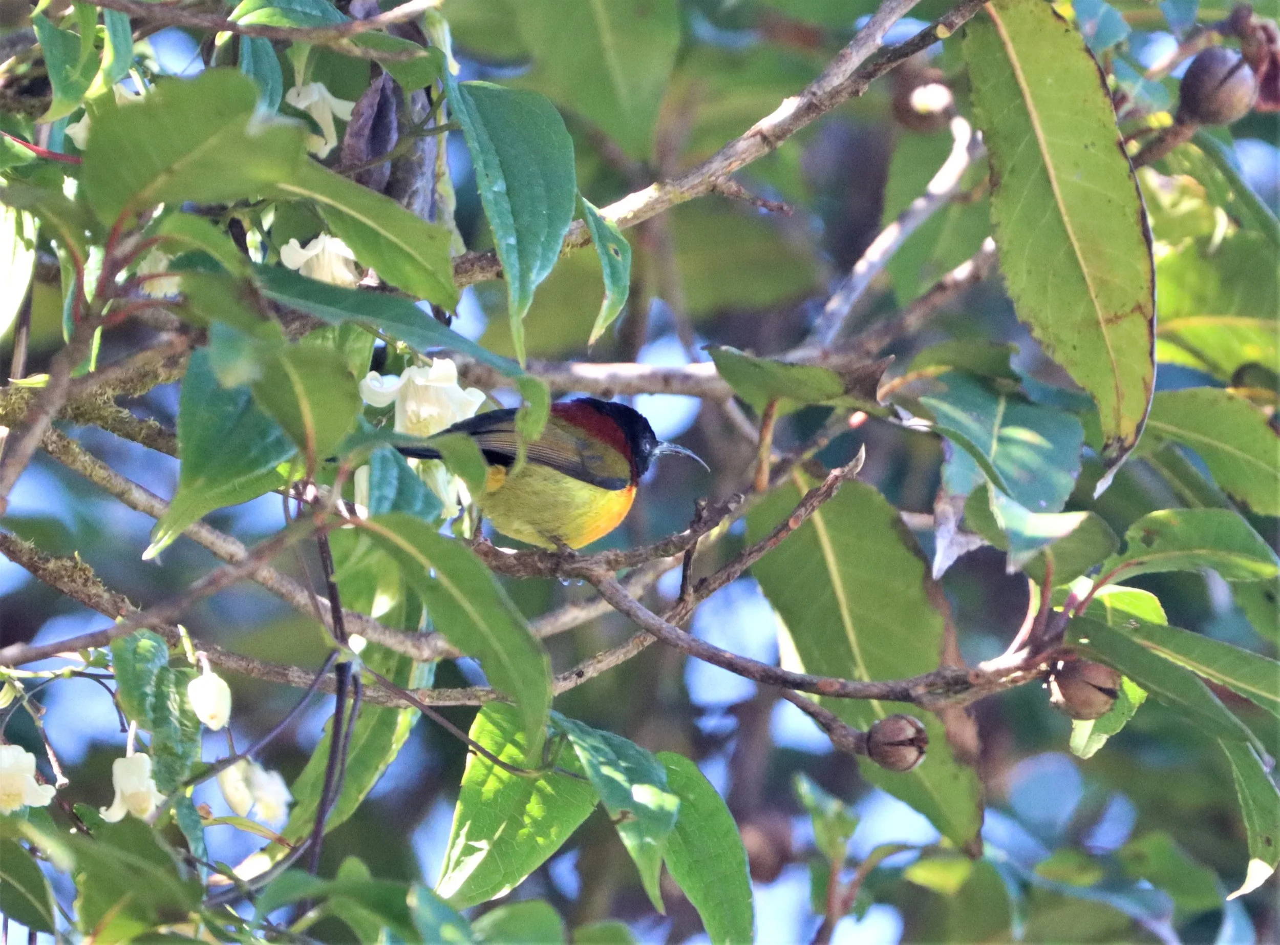 SUNBIRD - DOI INTHANON GREEN-TAILED SUNBIRD - Aethopyga nipalensis angkanensis - DOI INTHANON SUMMIT (5).jpg