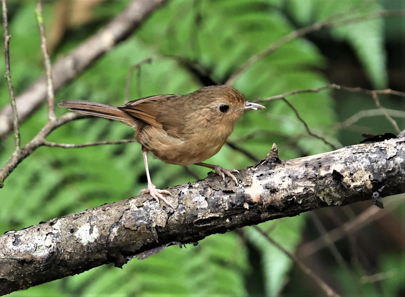 Pellorneum tickelli - BUFF-BREASTED BABBLER - FRASER'S HILL, MALAYSIA JUNE 2022 (4).jpg