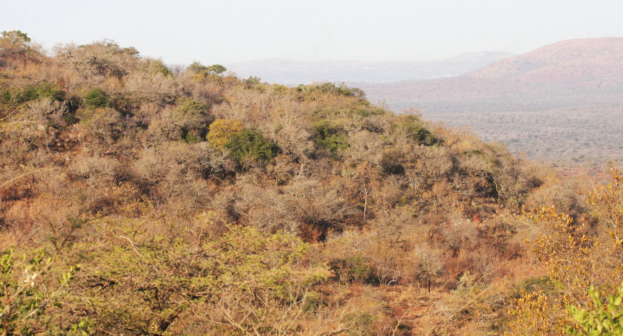 IMFOLOZI NATIONAL PARK SOUTH AFRICA - BUSHVELD COMMUNITY (7).JPG