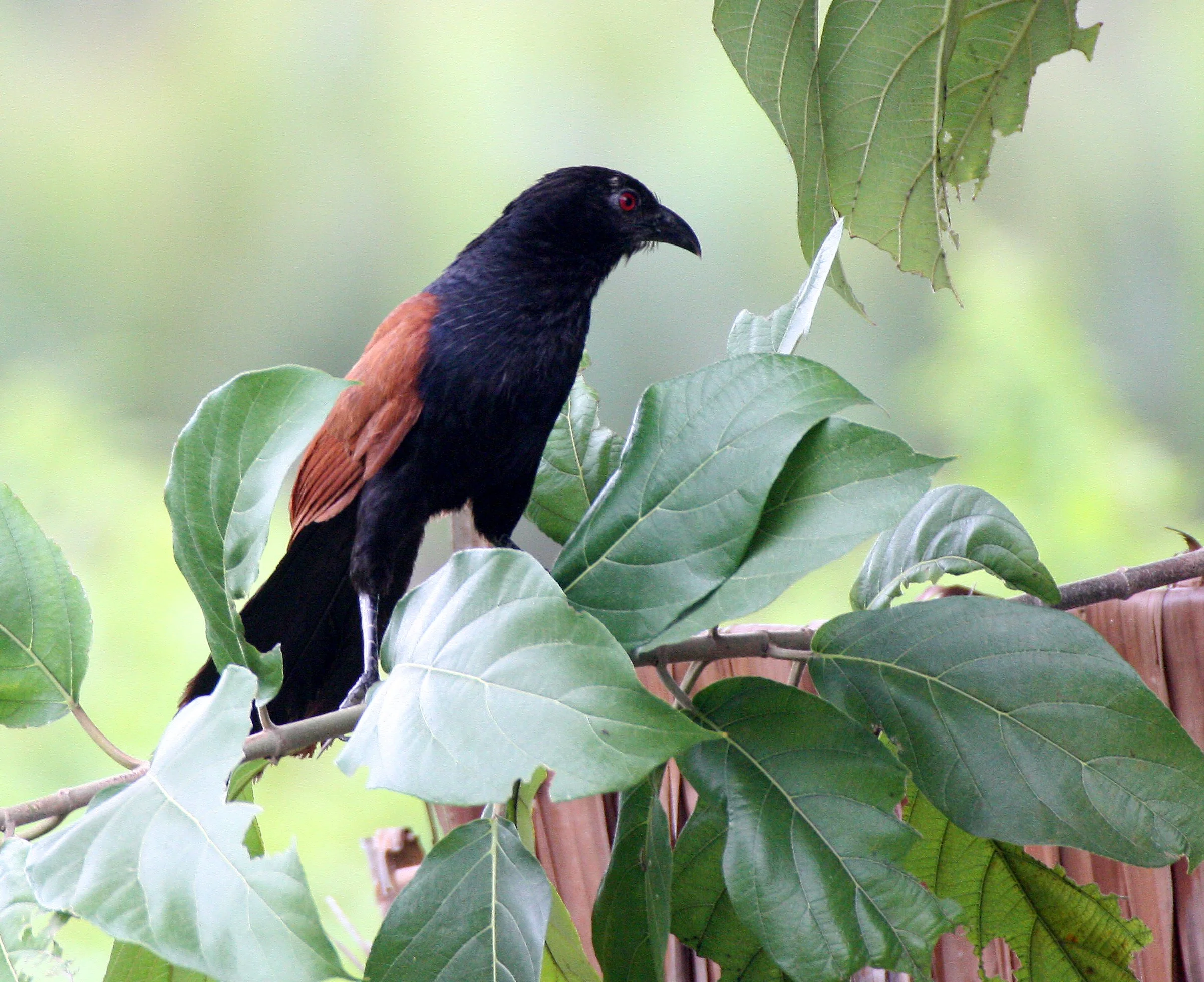 Greater Coucal (Centropus sinensis) Koh Lanta Krabi Province Thailand (6).JPG