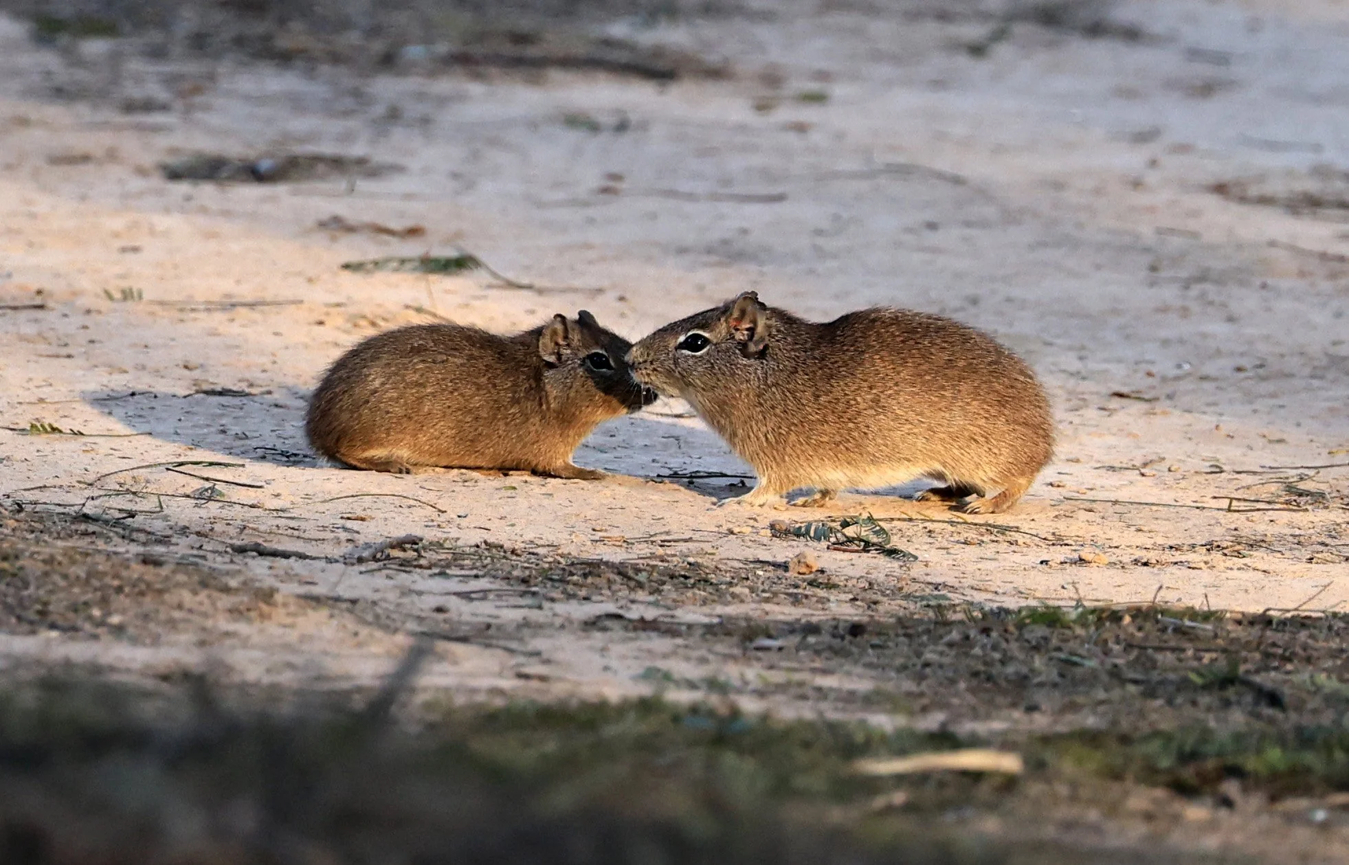 Lowland Yellow-Toothed Cavy (Galea leucoblephara) Hotel Iparoma Campestre Paraguay (32).jpg