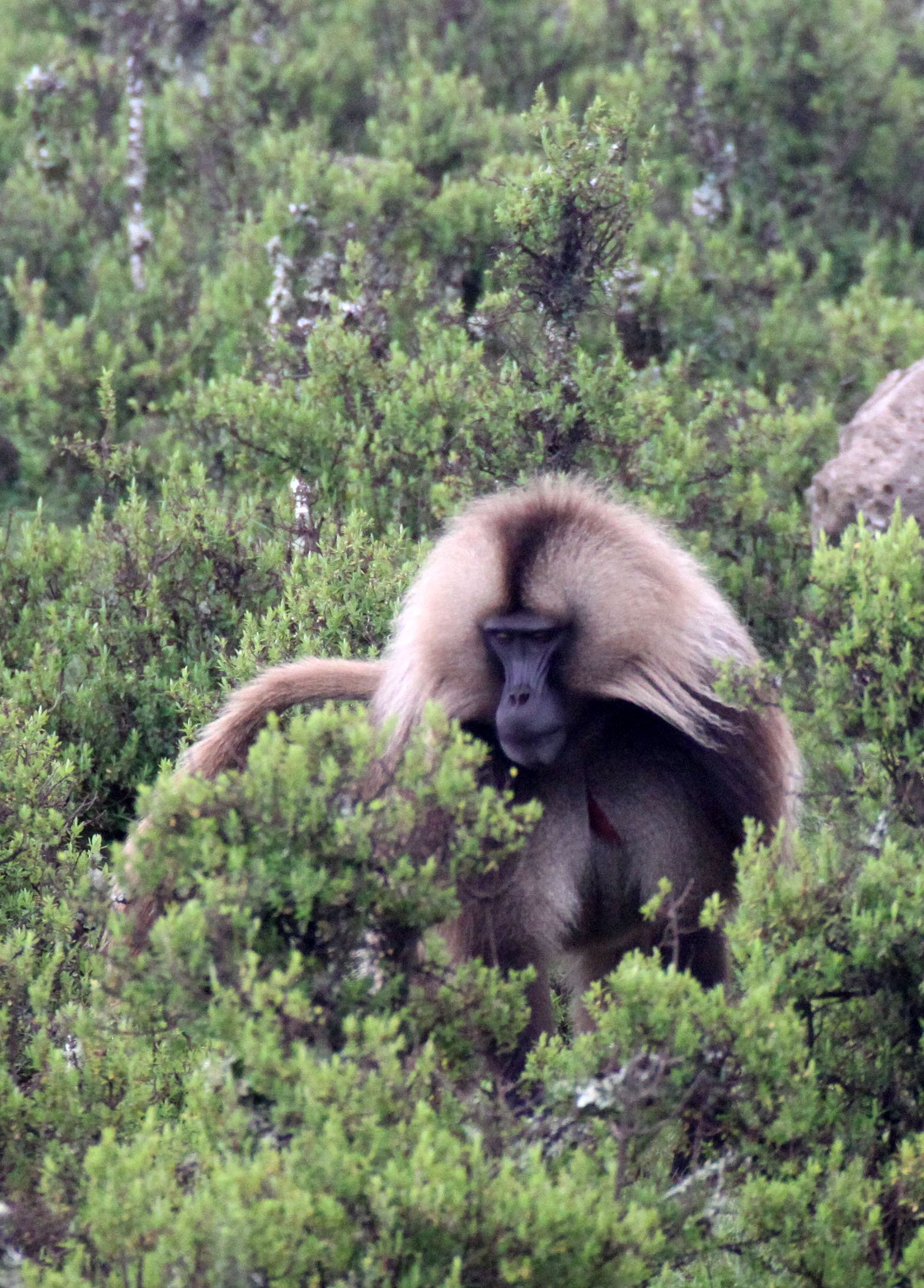 CERCOPITHECIDAE - Theropithecus gelada - GELADA - SIMIEN MOUNTAINS NATIONAL PARK ETHIOPIA (1554).JPG