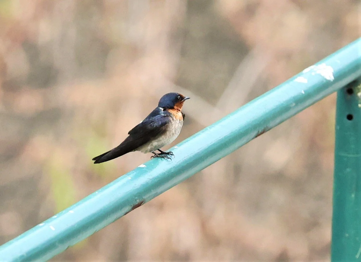 Pacific Swallow (Hirundo tahitica) Hala Bala NWS Thailand.jpg