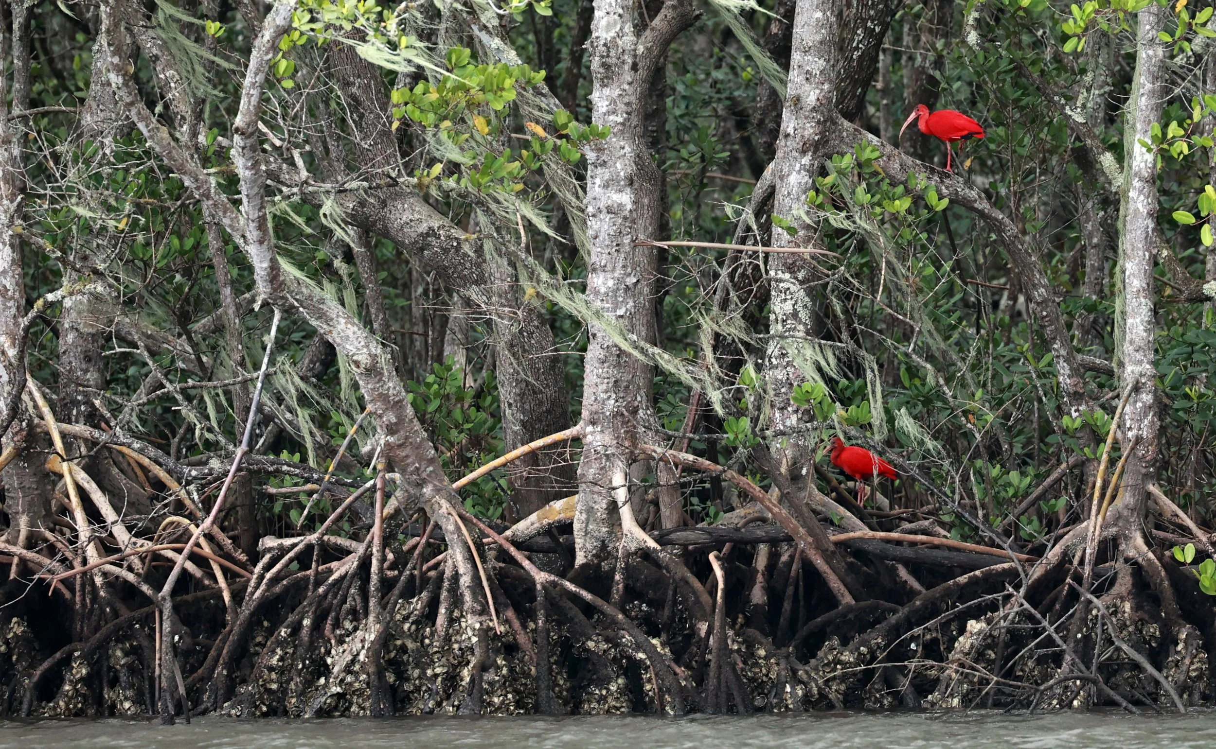 Scarlet Ibis (Eudocimus ruber) Superagüi National Park
