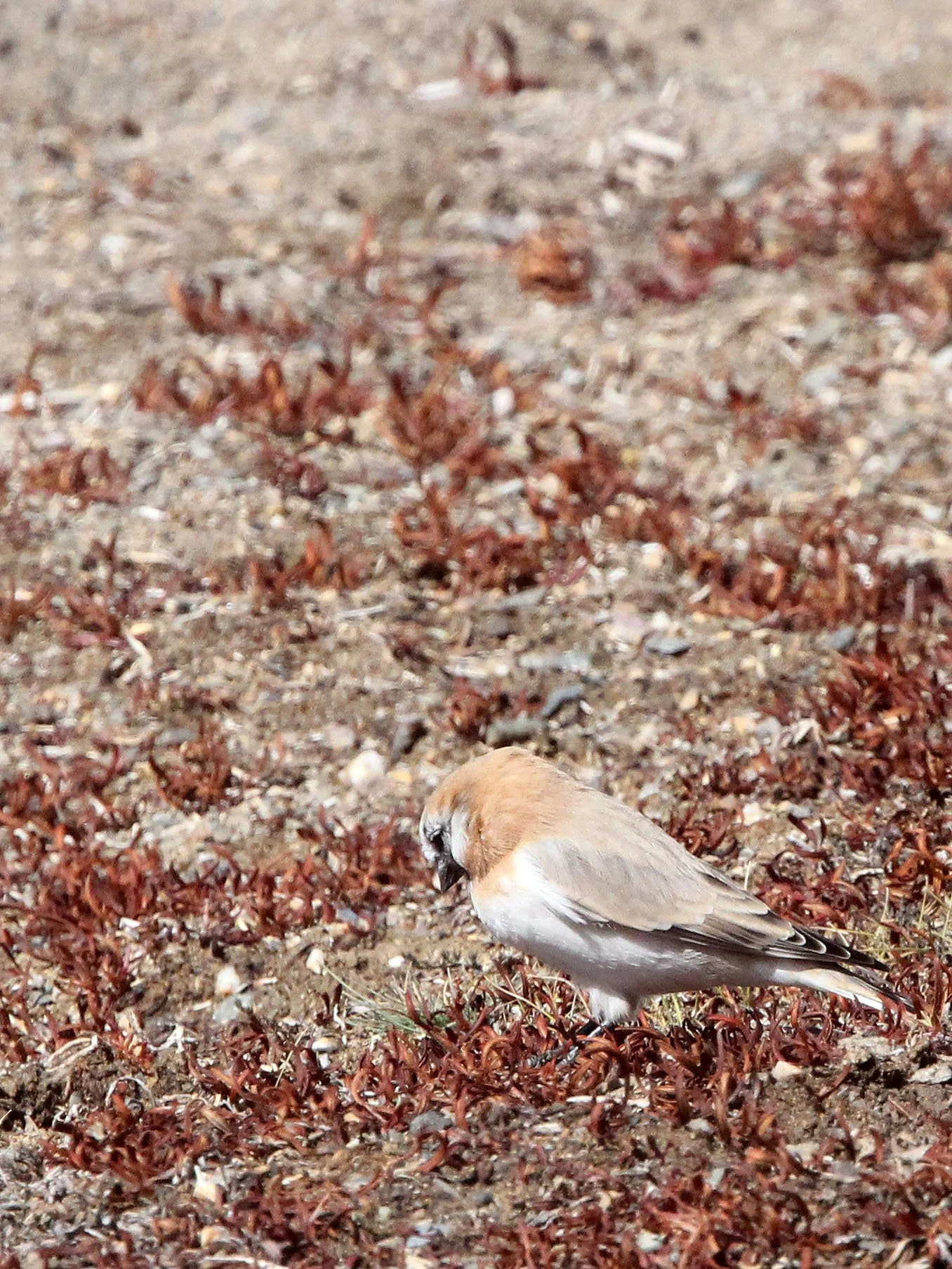 Mongolian Finch (Bucanetes mongolicus) Ku Hai Laike, Qinghai China (13).JPG