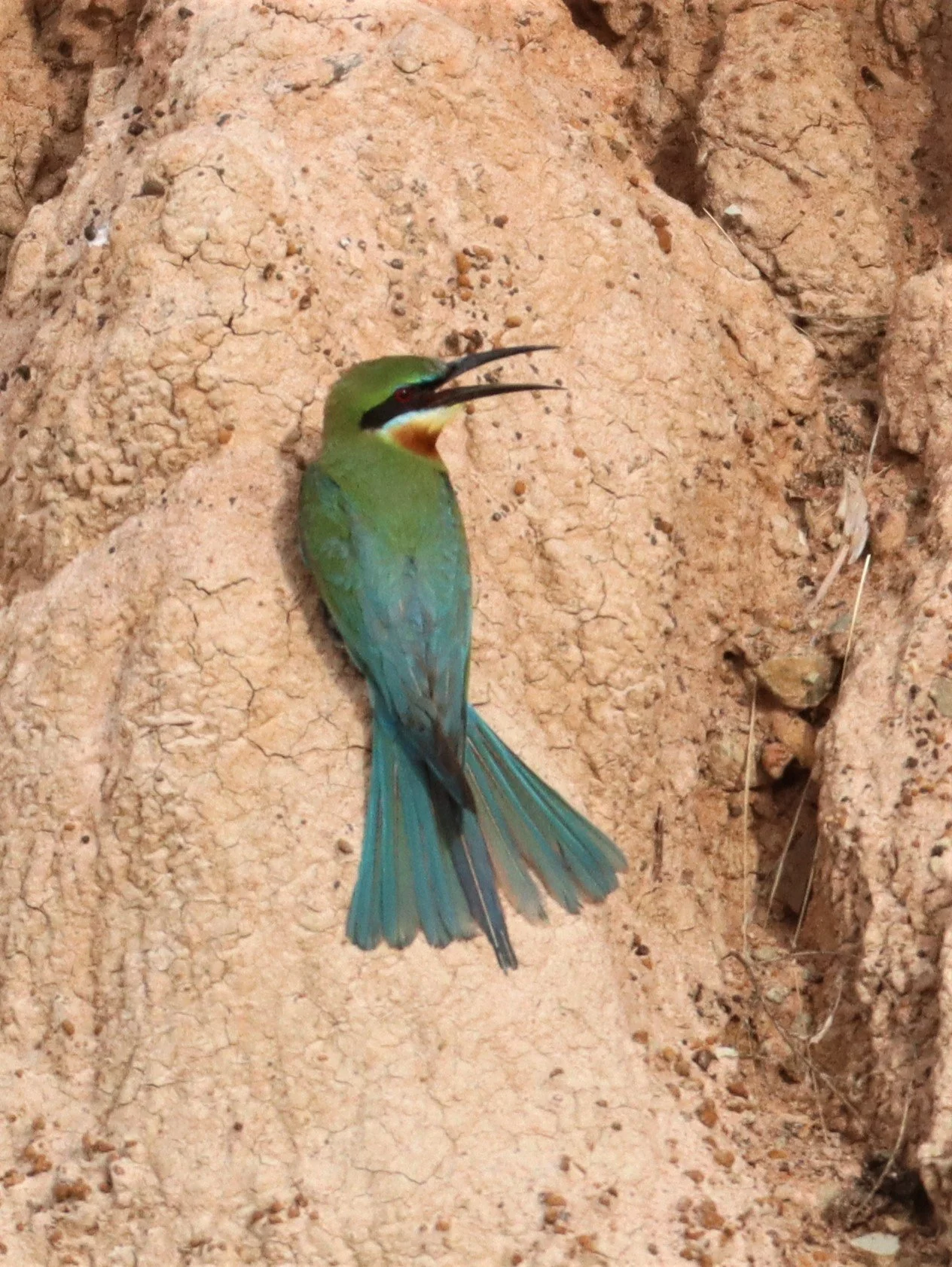 BEE EATER - BLUE-TAILED BEE-EATER - Merops philippinus - PETCHABURI OPEN QUARY AREA ON WAY TO BAAN MAKA (19).jpg