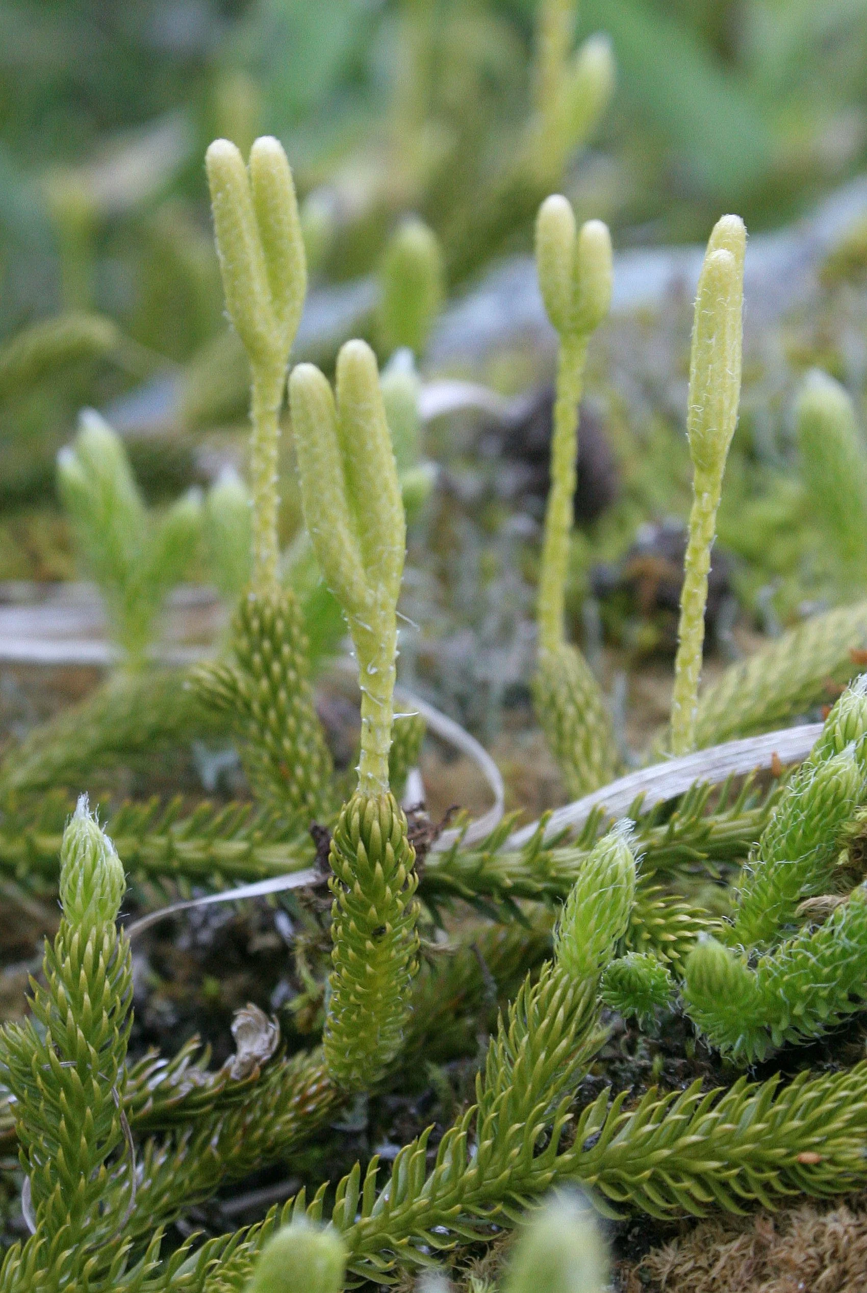 KURIL ISLANDS - FLORA  (99).jpg