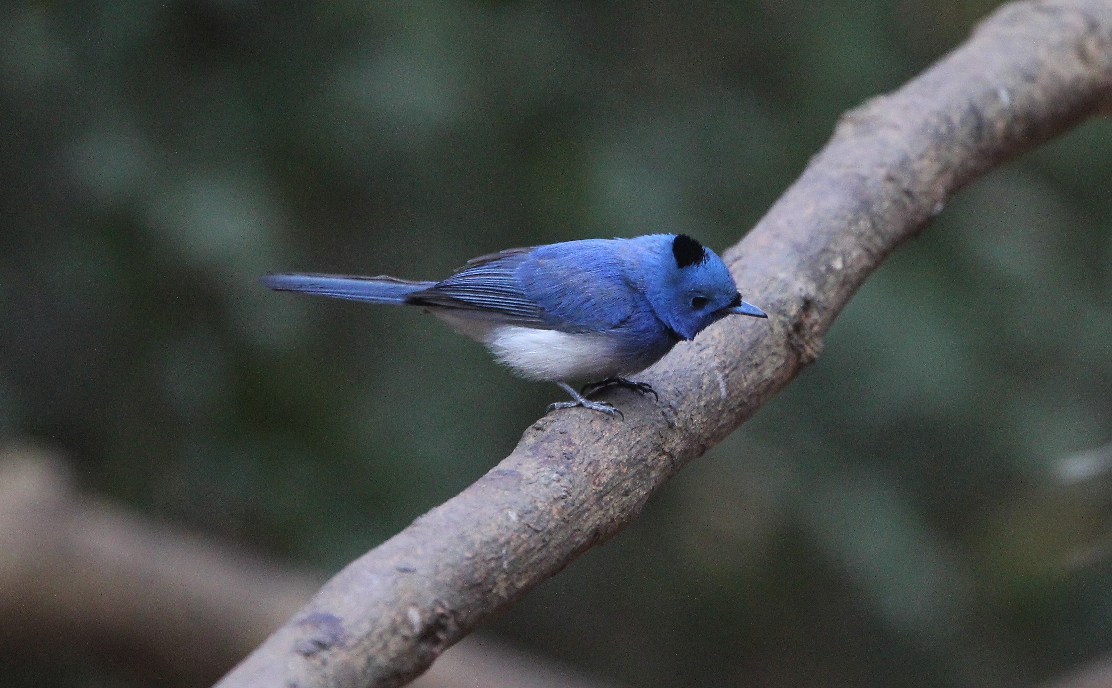 MONARCH - BLACK-NAPED MONARCH - LUNG SIN HIDE KAENG KRACHAN.jpg