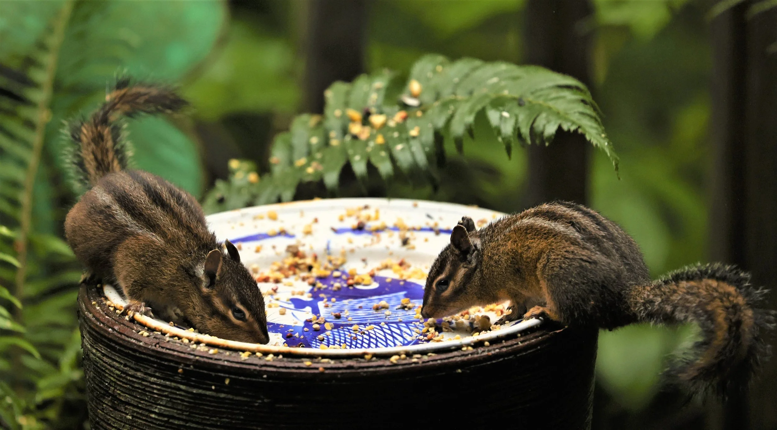 Neotamias Genus Neotamias Western Chipmunks — Coke Smith Wildlife