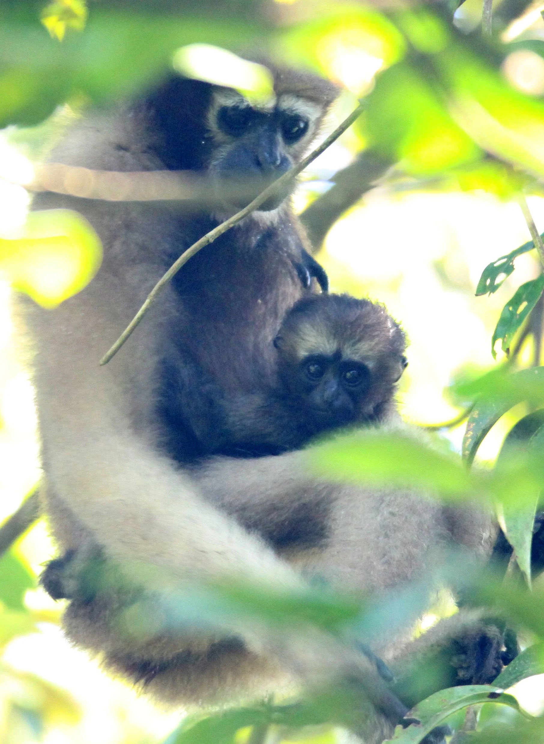 HYLOBATIDAE - Hoolock hoolock - WESTERN HOOLOCK'S GIBBON - WILD GIBBON SANCTUARY ASSAM INDIA (184).JPG