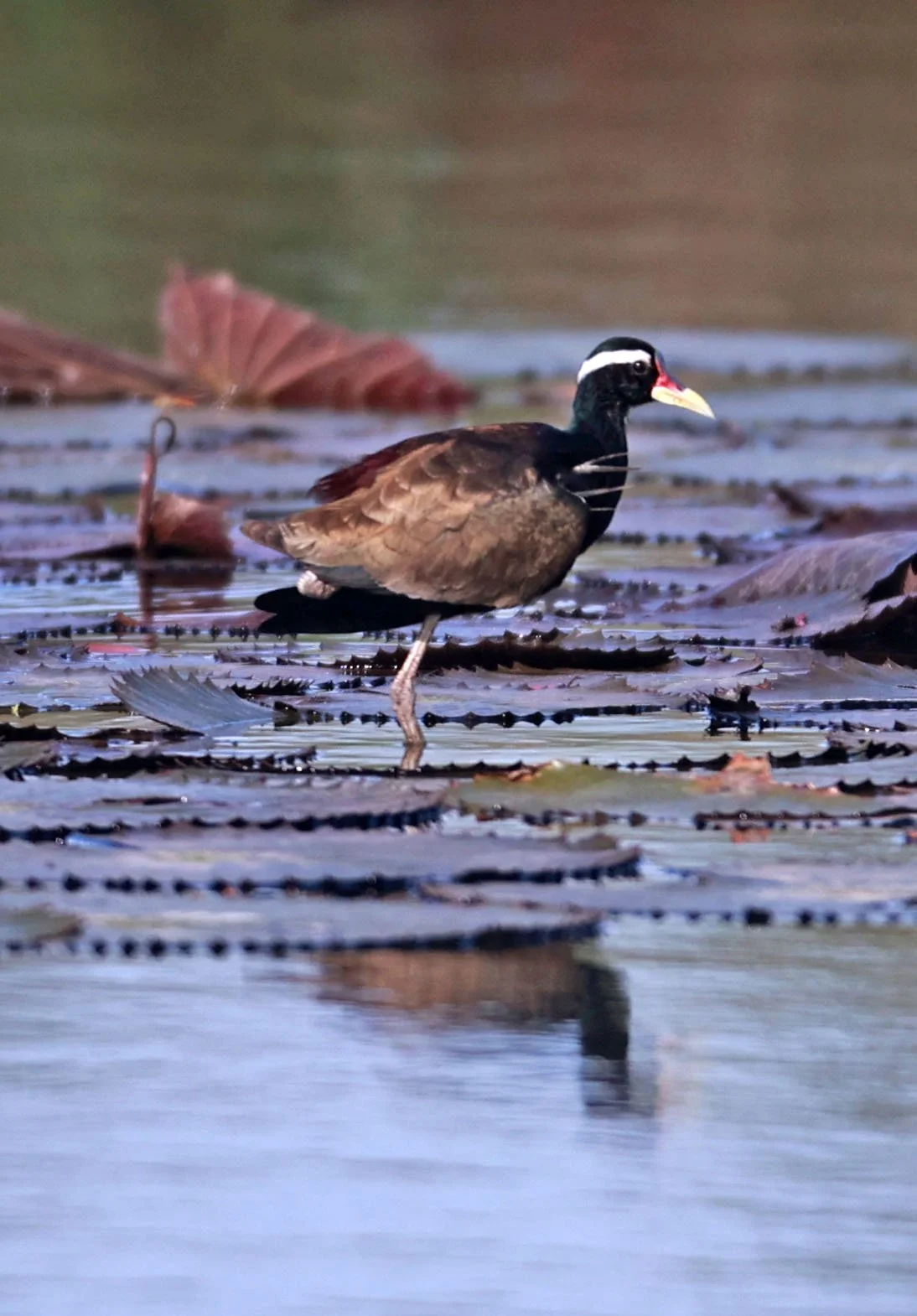 JACANA - BRONZE-WINGED JACANA - Metopidius indicus - THAP YAO RICE FIELDS LAT KRABANG 23 November 2024 (11).jpg