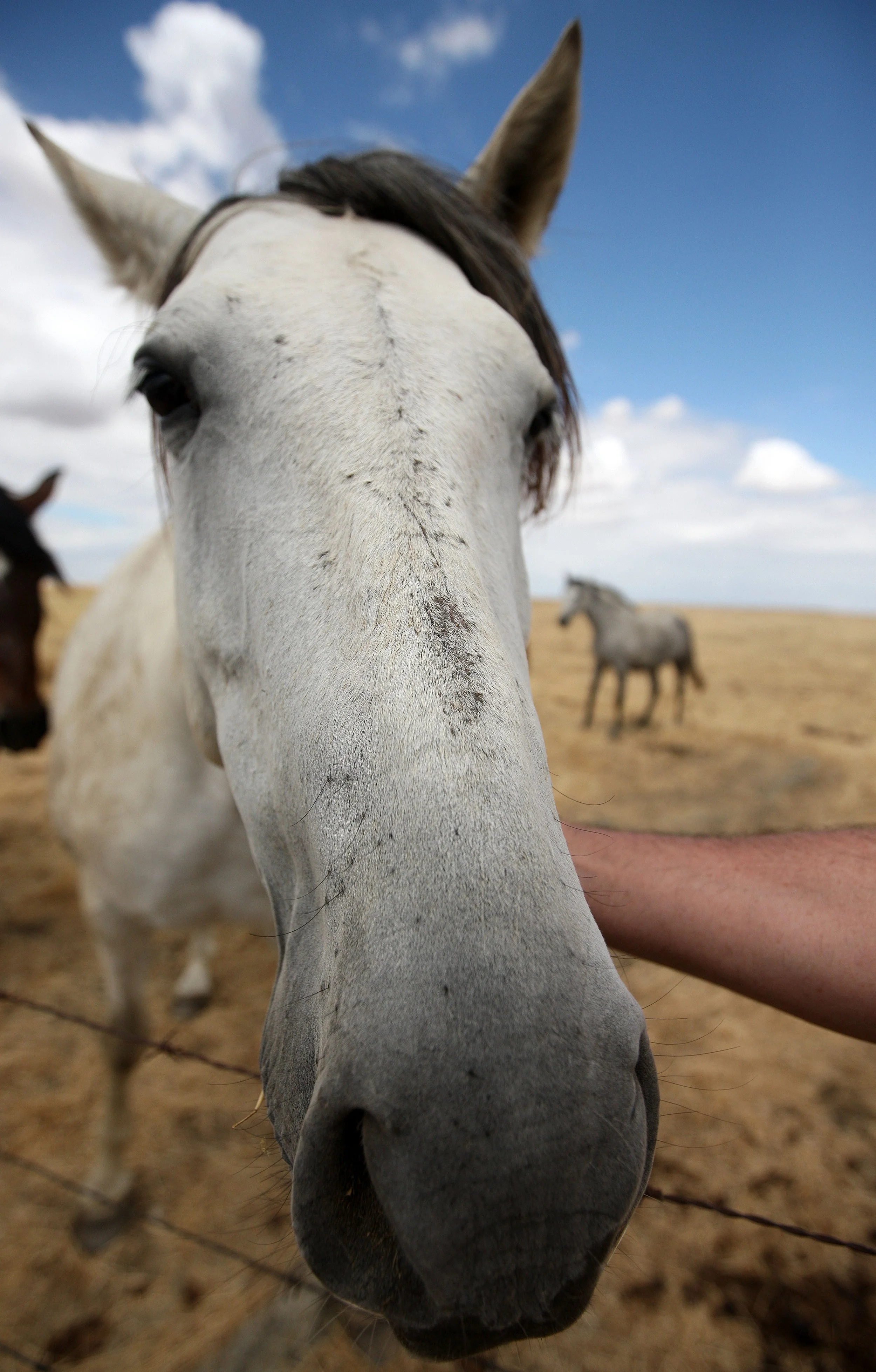 Equus ferus caballus - DOMESTIC HORSE - MALPARTIDA & MIRABELA GRASSLANDS SPAIN (25).JPG