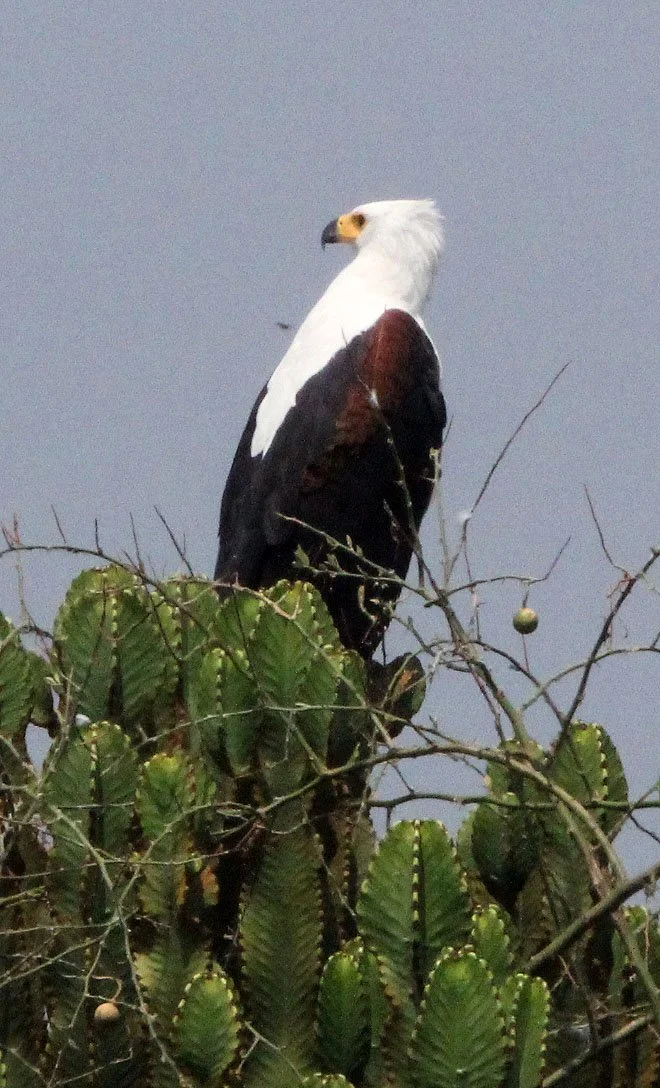 Haliaeetus vocifer - AFRICAN FISH EAGLE - QUEEN ELIZABETH NP UGANDA (17).JPG