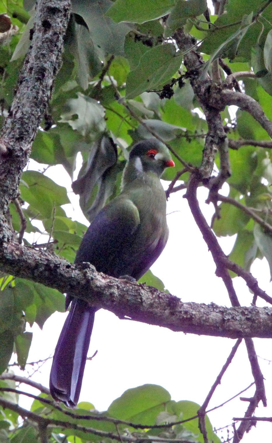 White-cheeked Turaco (Menelikornis leucotis) Langano Lake Ethiopia (1).JPG