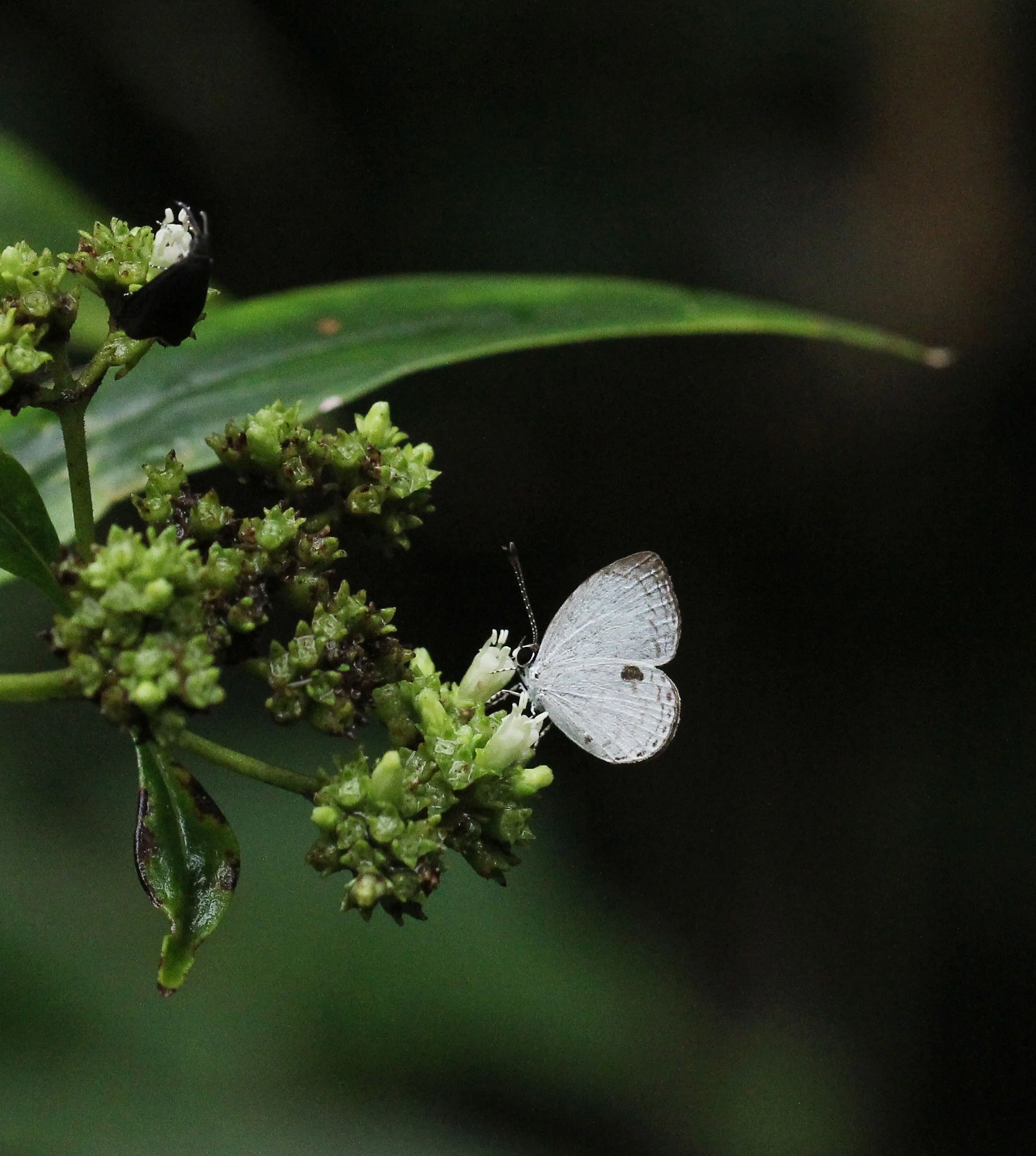 Family Lycaenidae - Gossamer-winged Butterflies — Coke Smith Wildlife