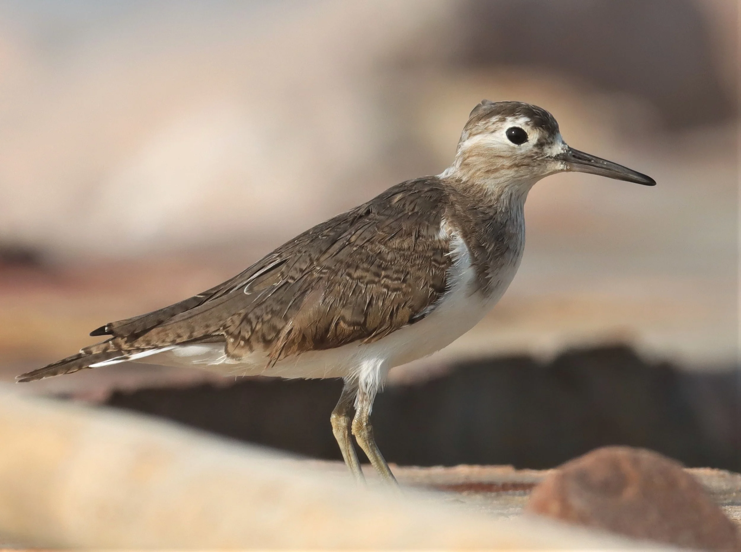 SANDPIPER - COMMON SANDPIPER - Actitus hypoleucos - LAEM PAK BIA PETBURI (1).jpg